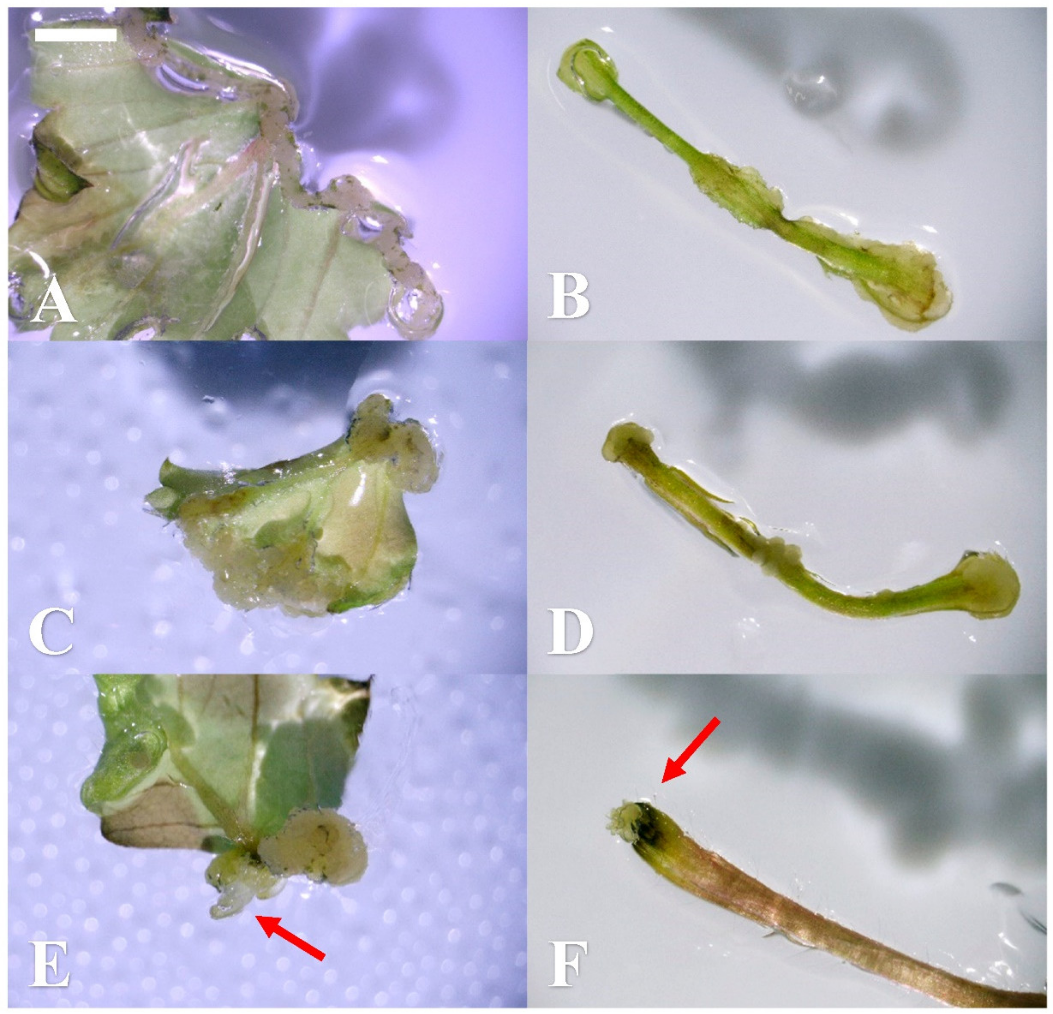 Plants 10 00067 g002 Plants 10 00067 g002