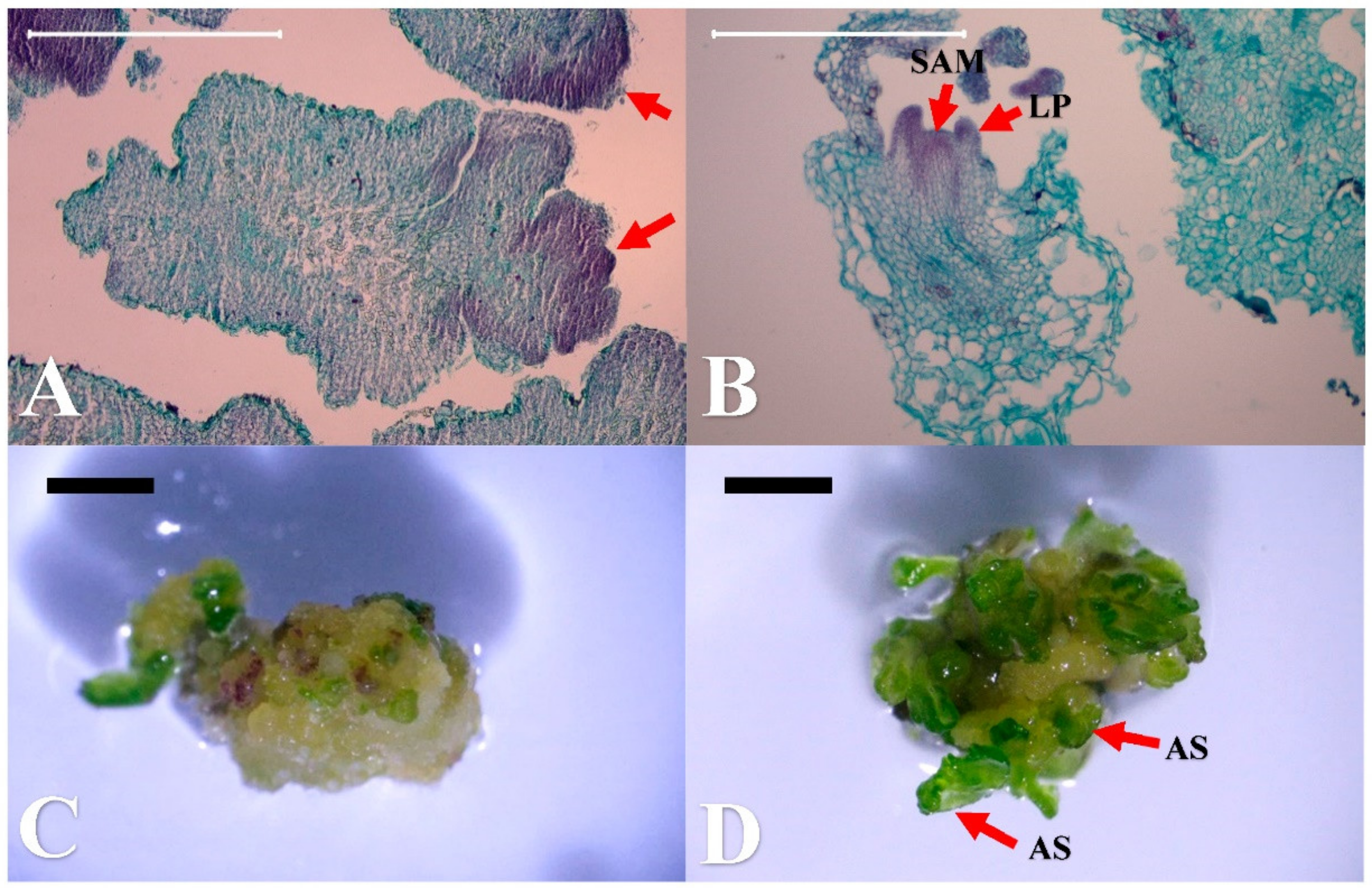 Plants 10 00067 g003 Plants 10 00067 g003