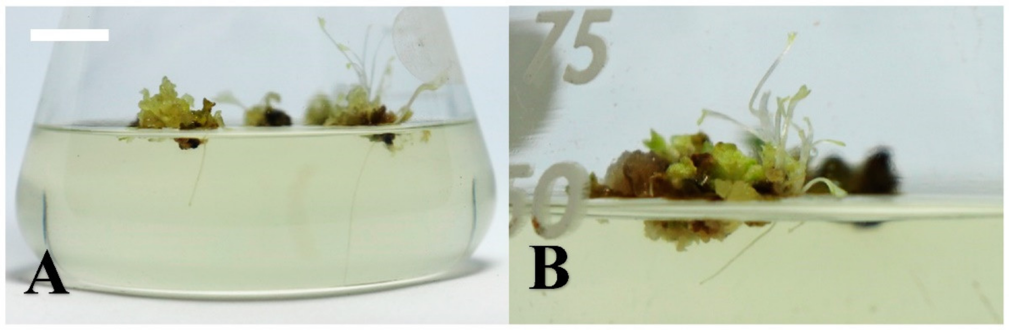 Plants 10 00067 g004 Plants 10 00067 g004