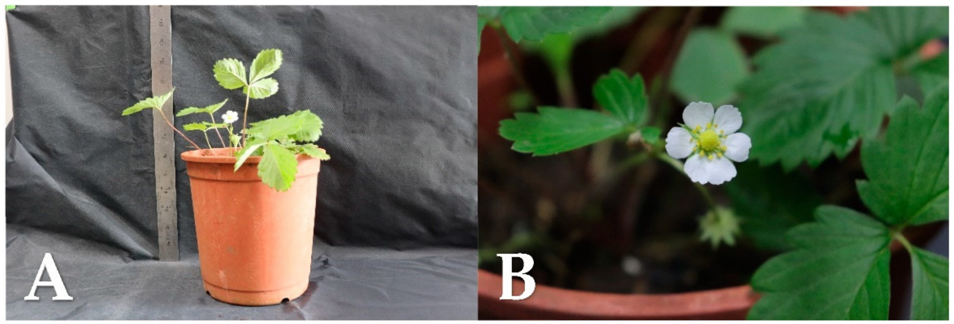 Plants 10 00067 g005 Plants 10 00067 g005