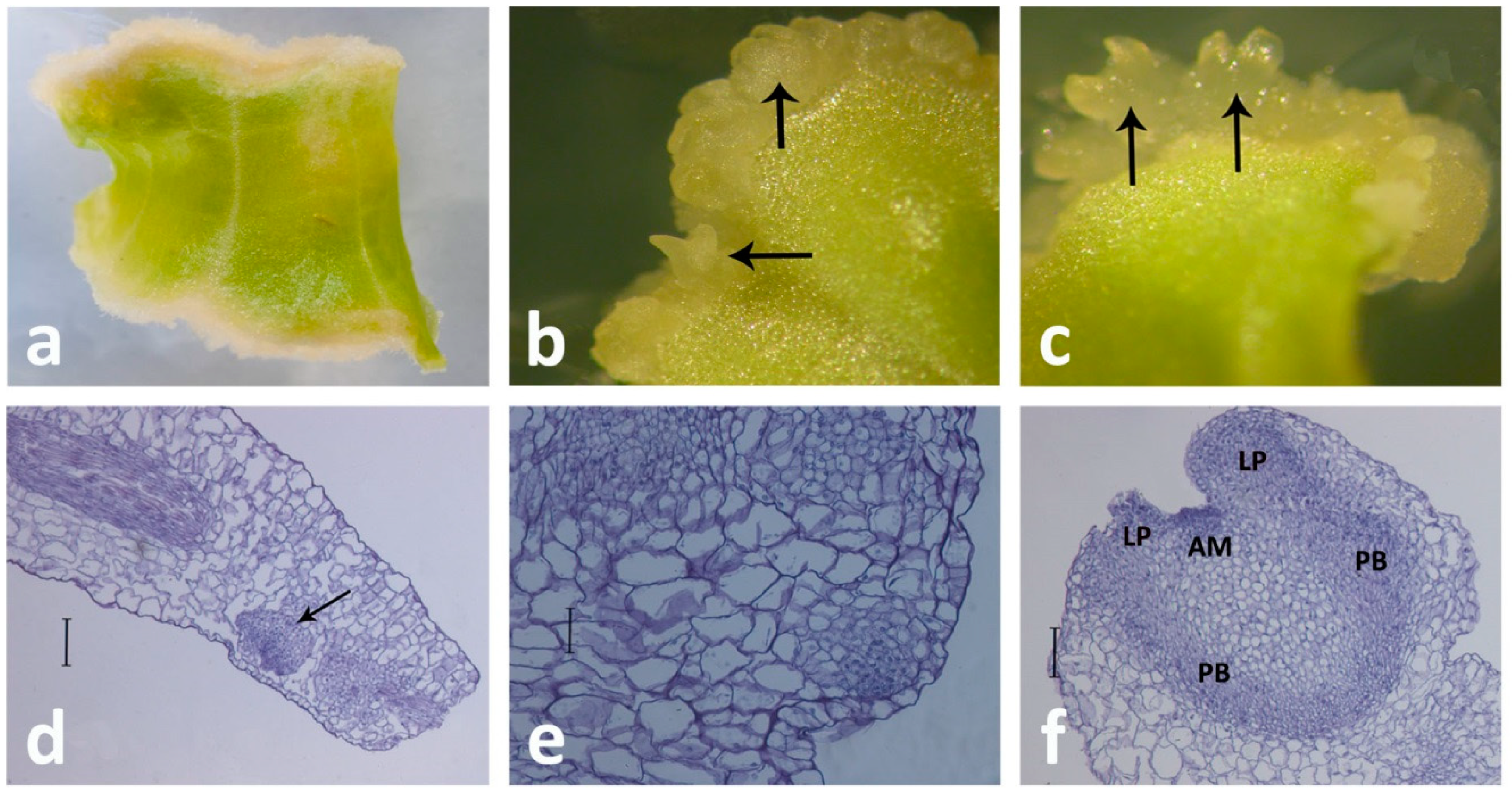 Plants 10 00070 g002 Plants 10 00070 g002