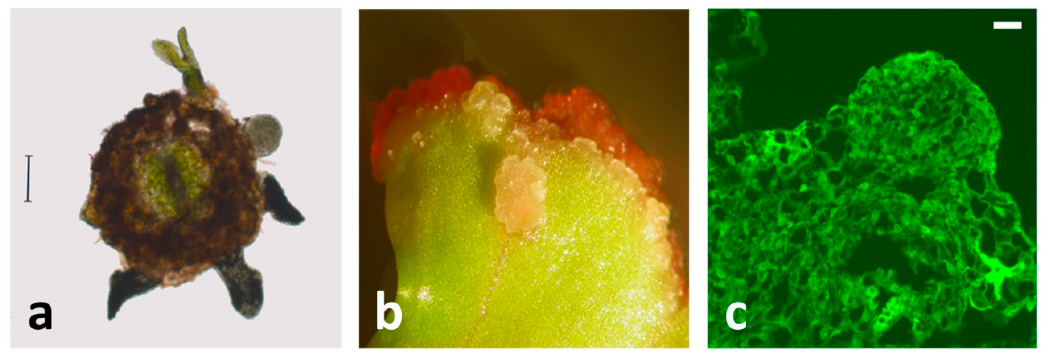 Plants 10 00070 g004 Plants 10 00070 g004