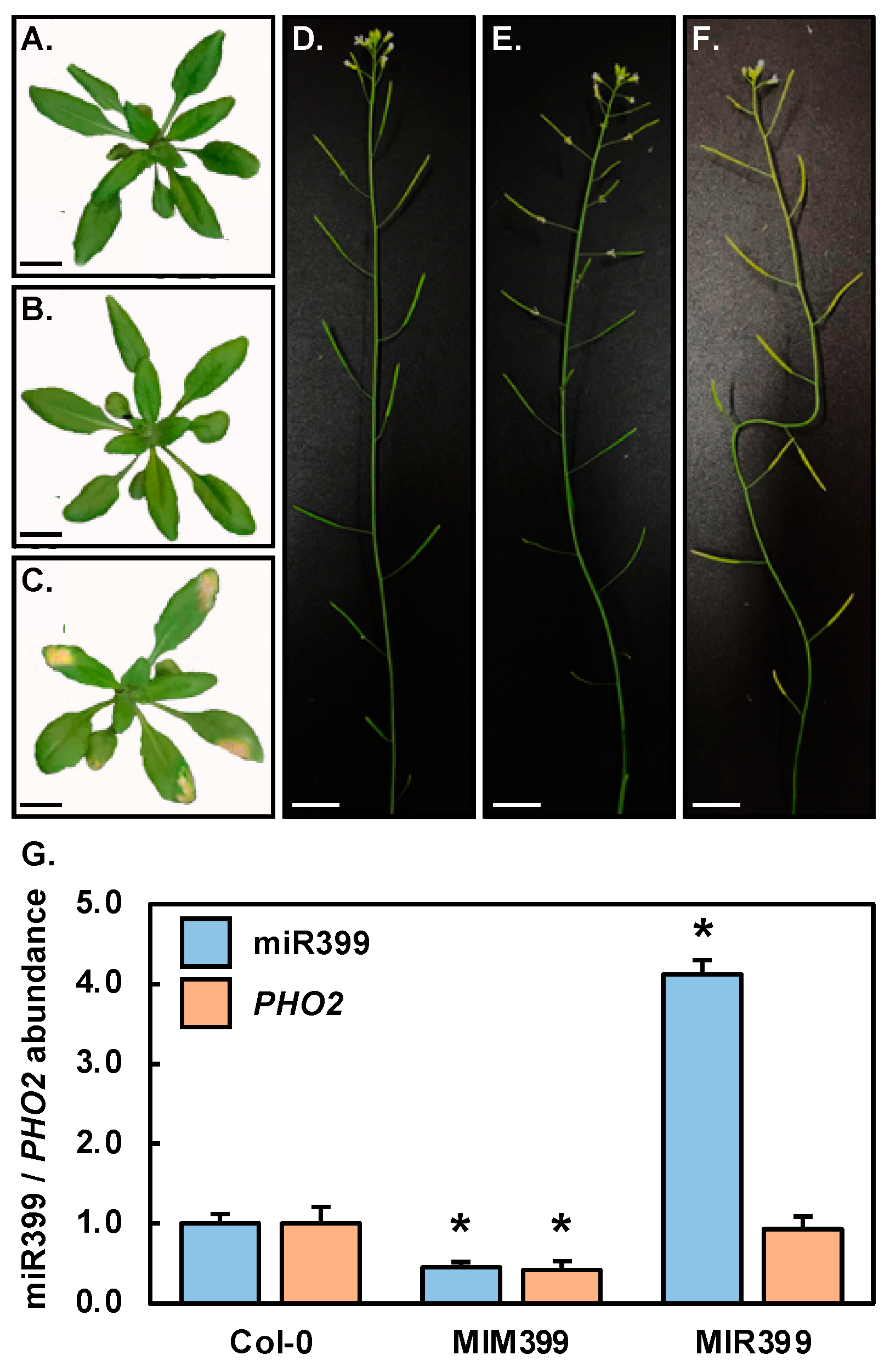 Plants 10 00073 g001