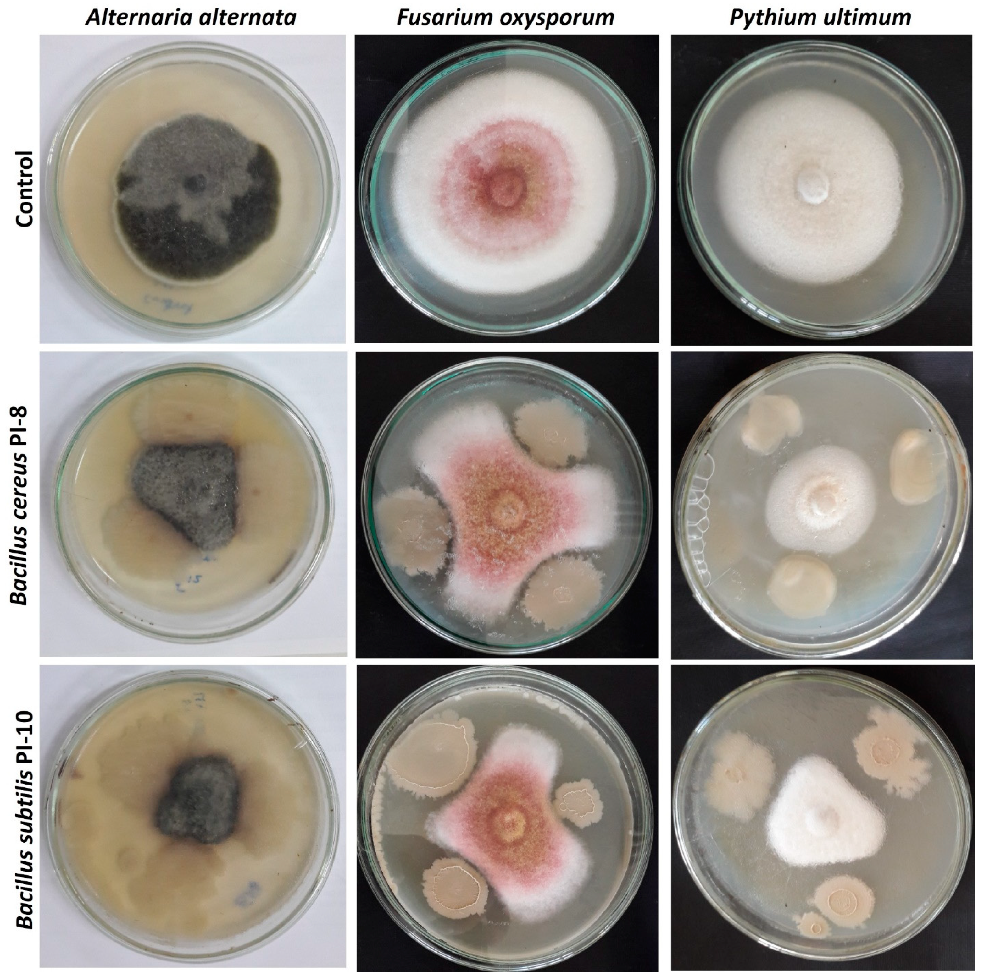 Plants 10 00076 g004