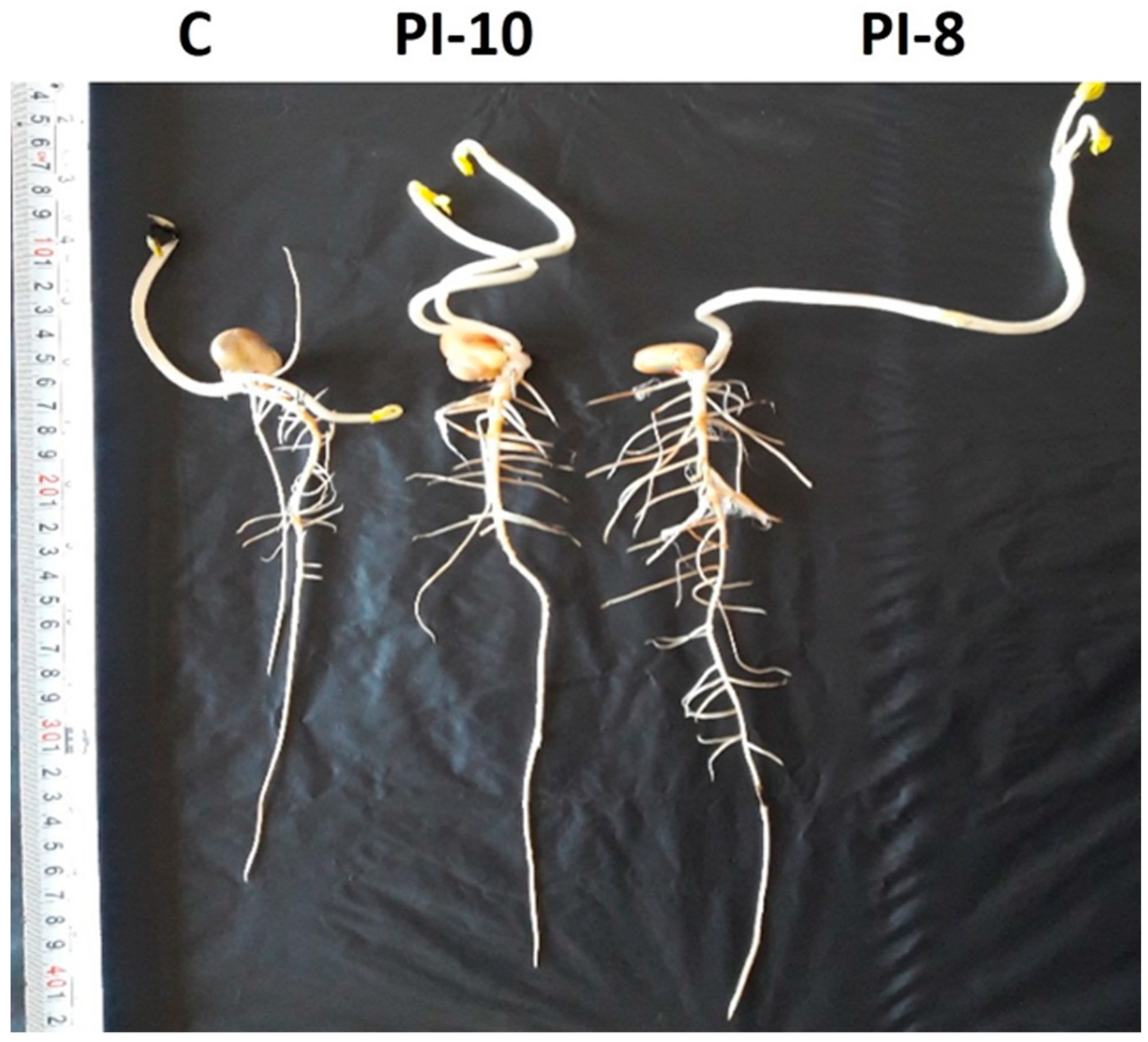 Plants 10 00076 g005