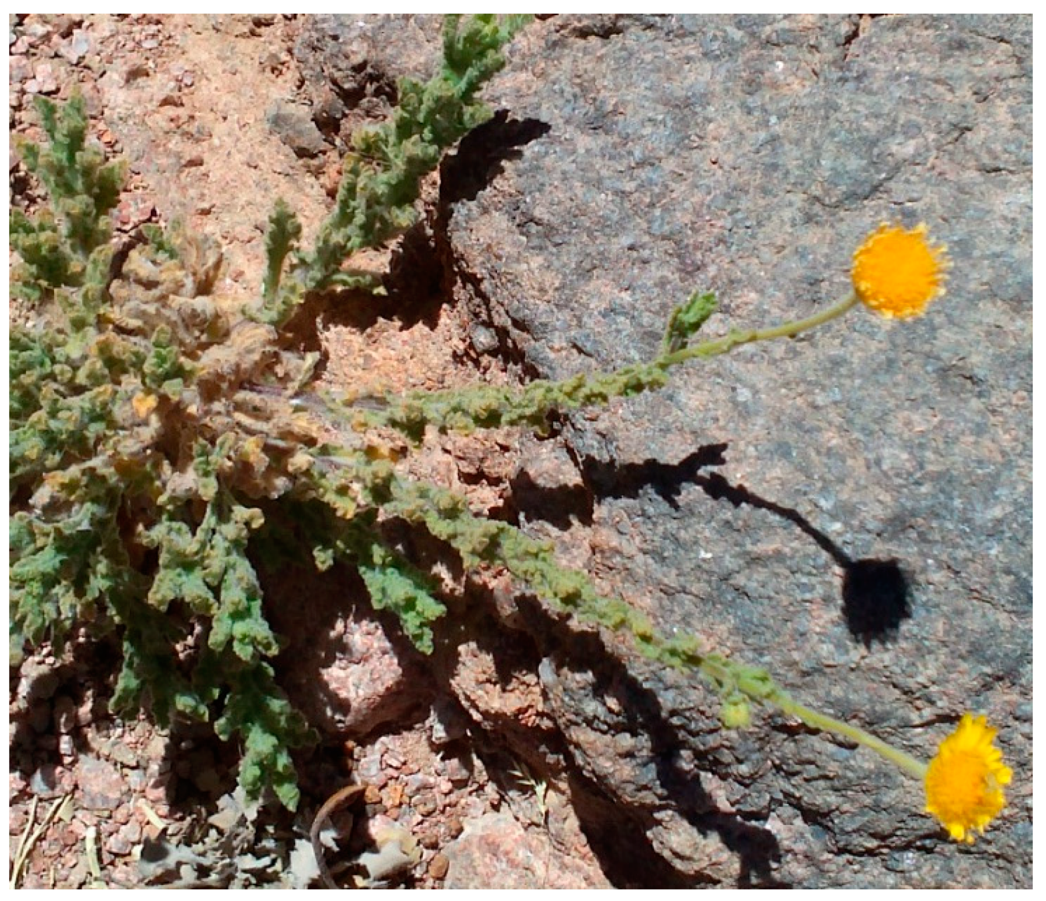 Plants 10 00076 g007