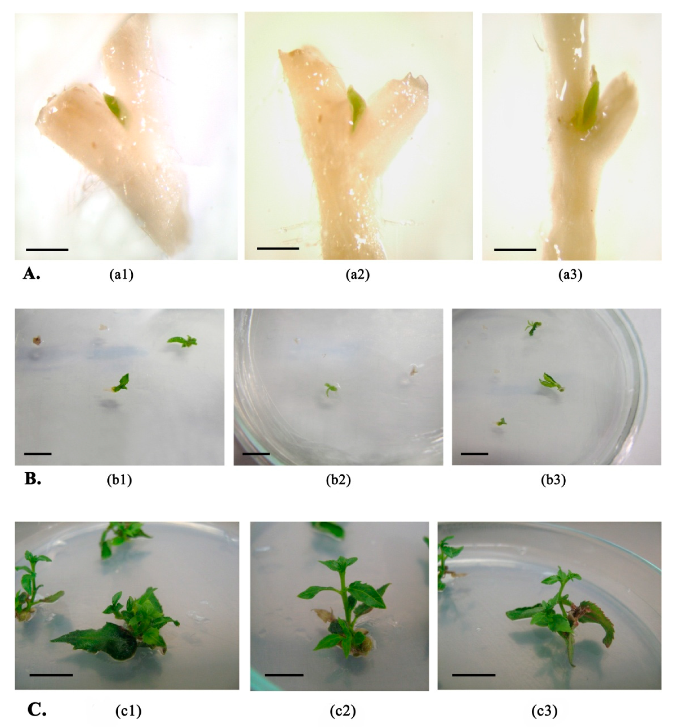 Plants 10 00077 g001 Plants 10 00077 g001