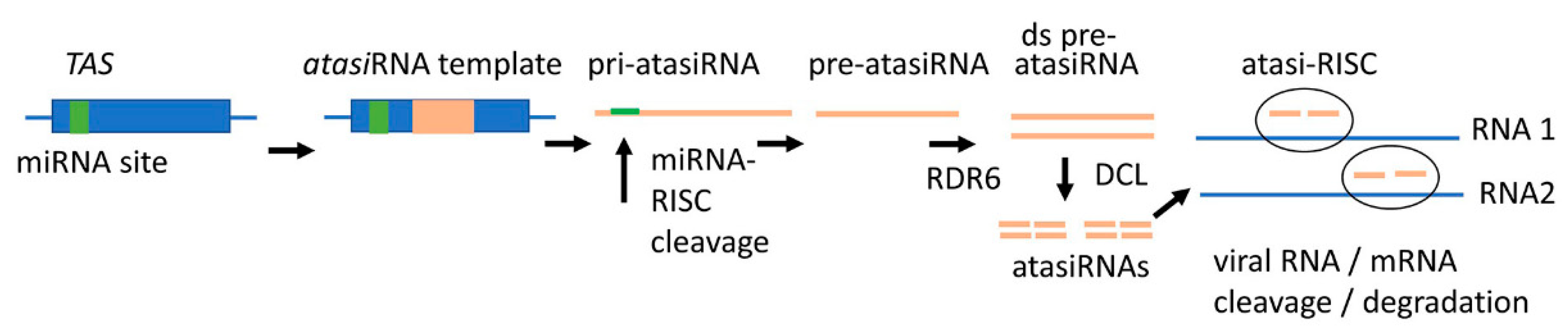 Plants 10 00082 g003 Plants 10 00082 g003