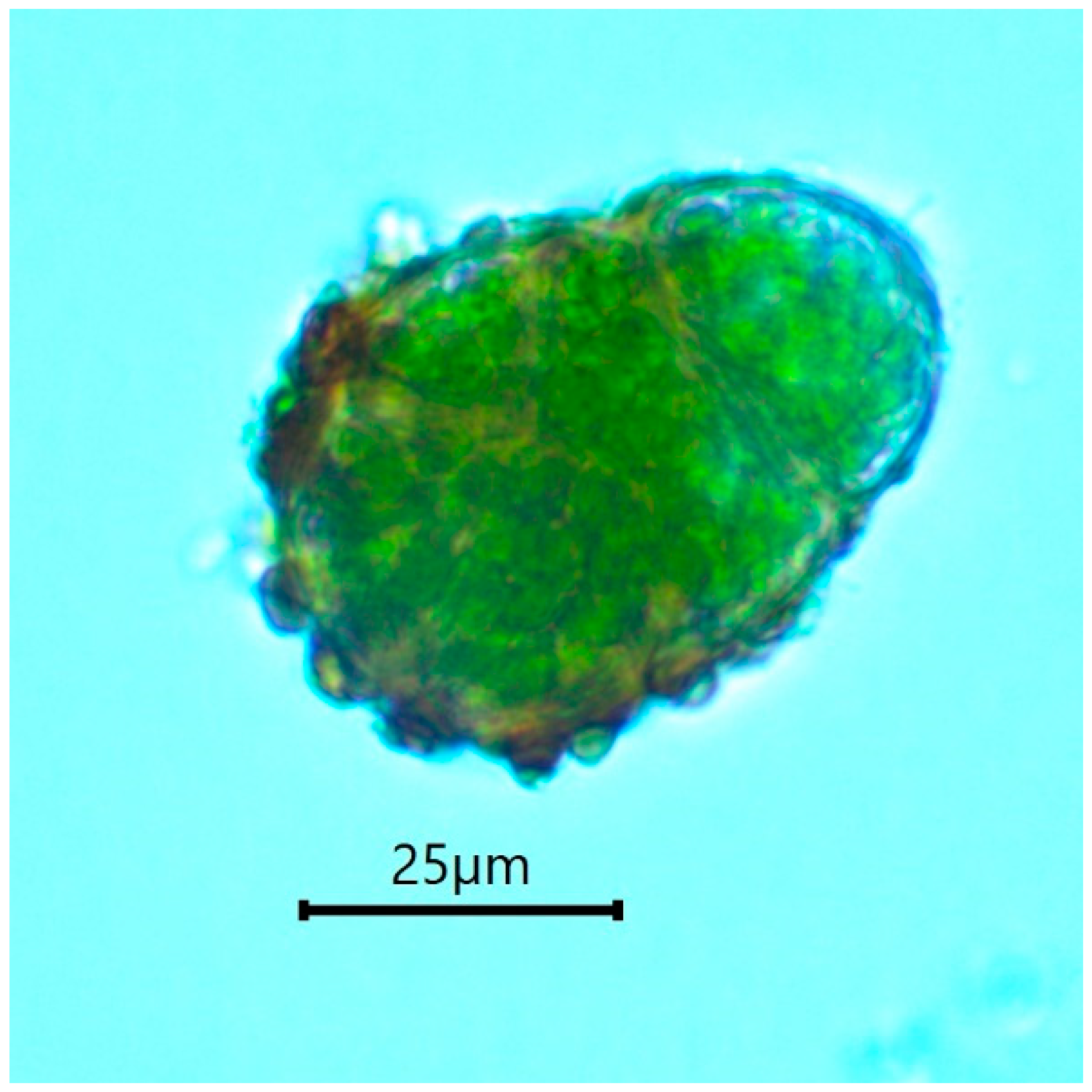 Plants 10 00083 g005