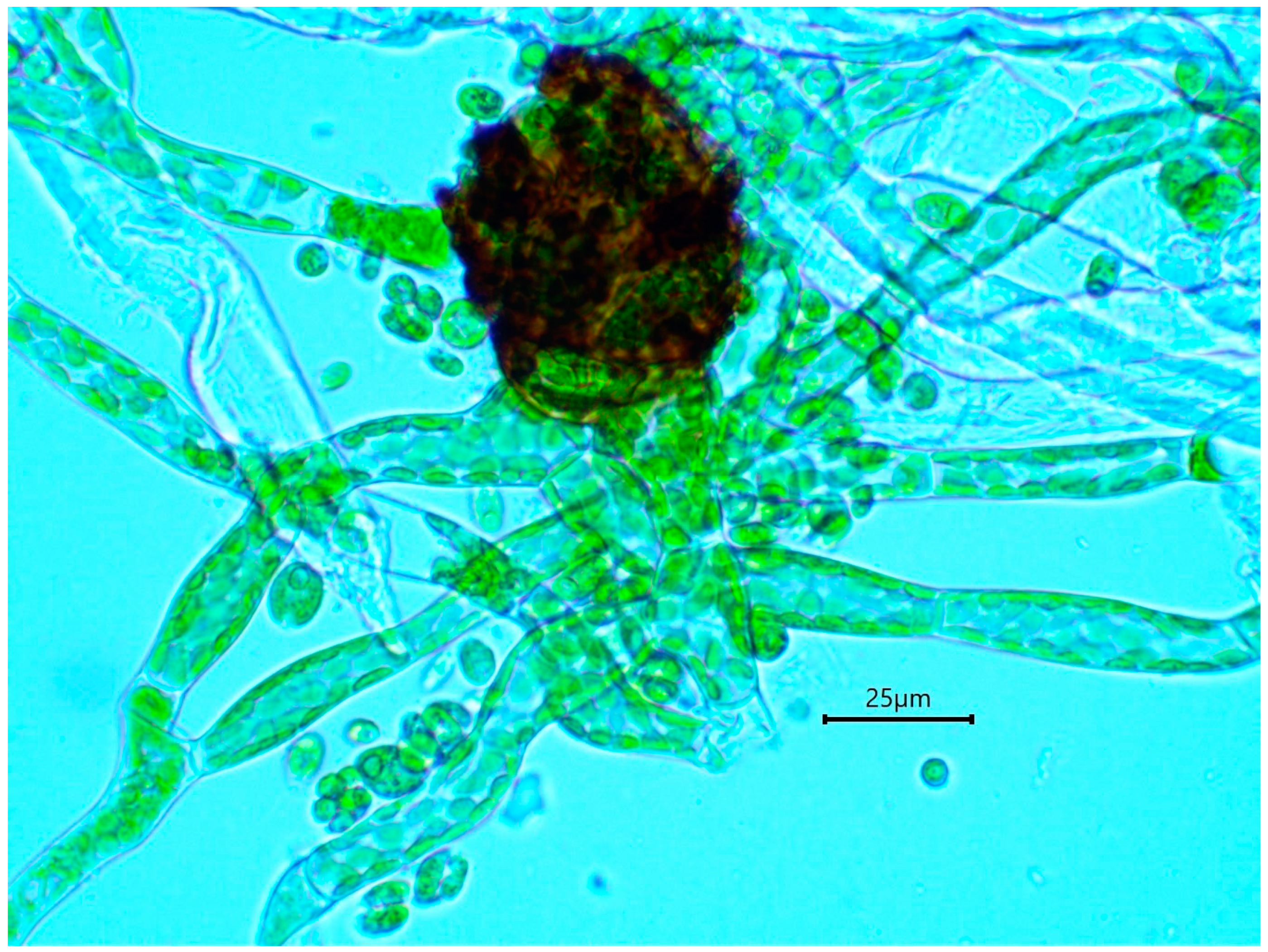 Plants 10 00083 g006