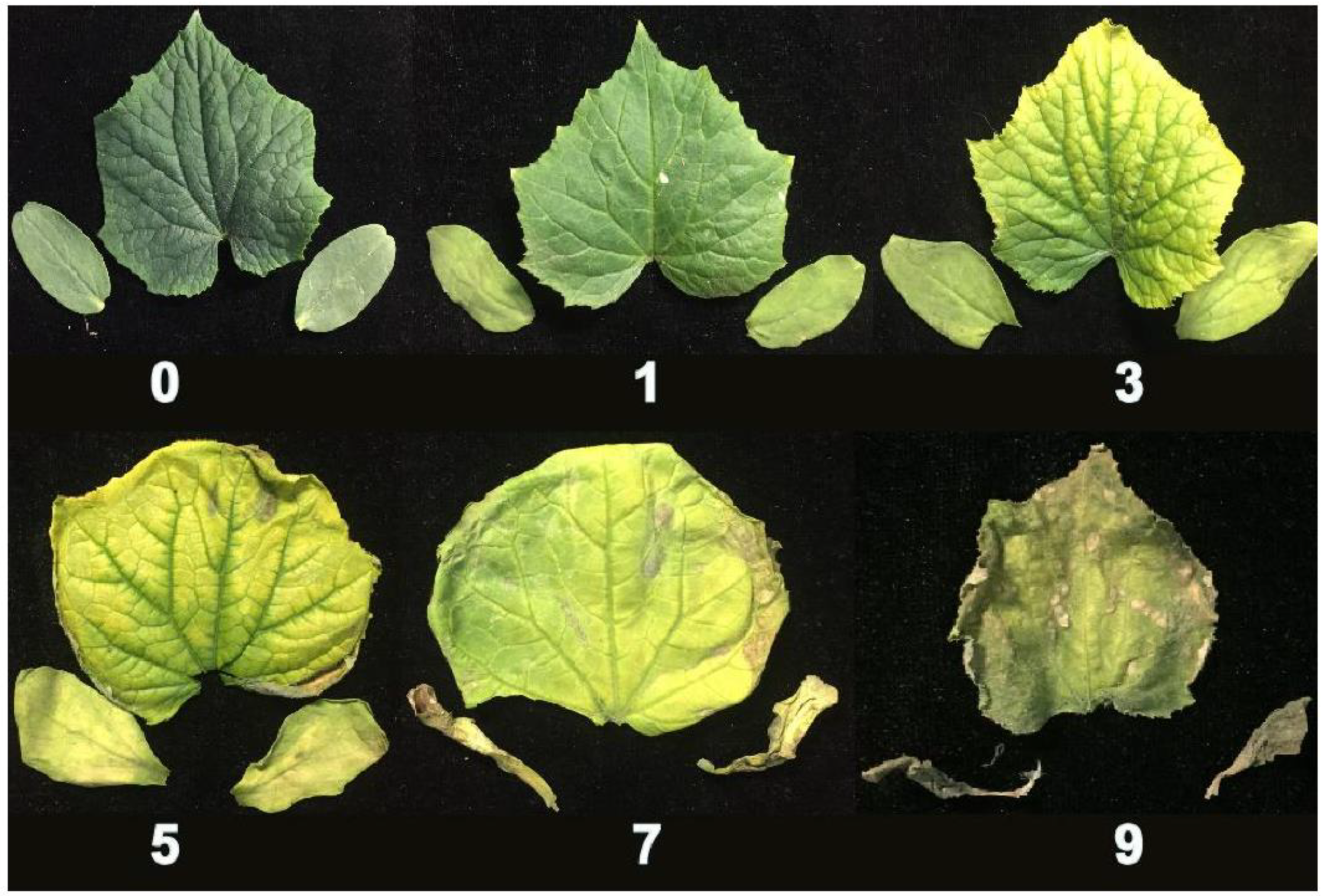 Plants 10 00085 g001