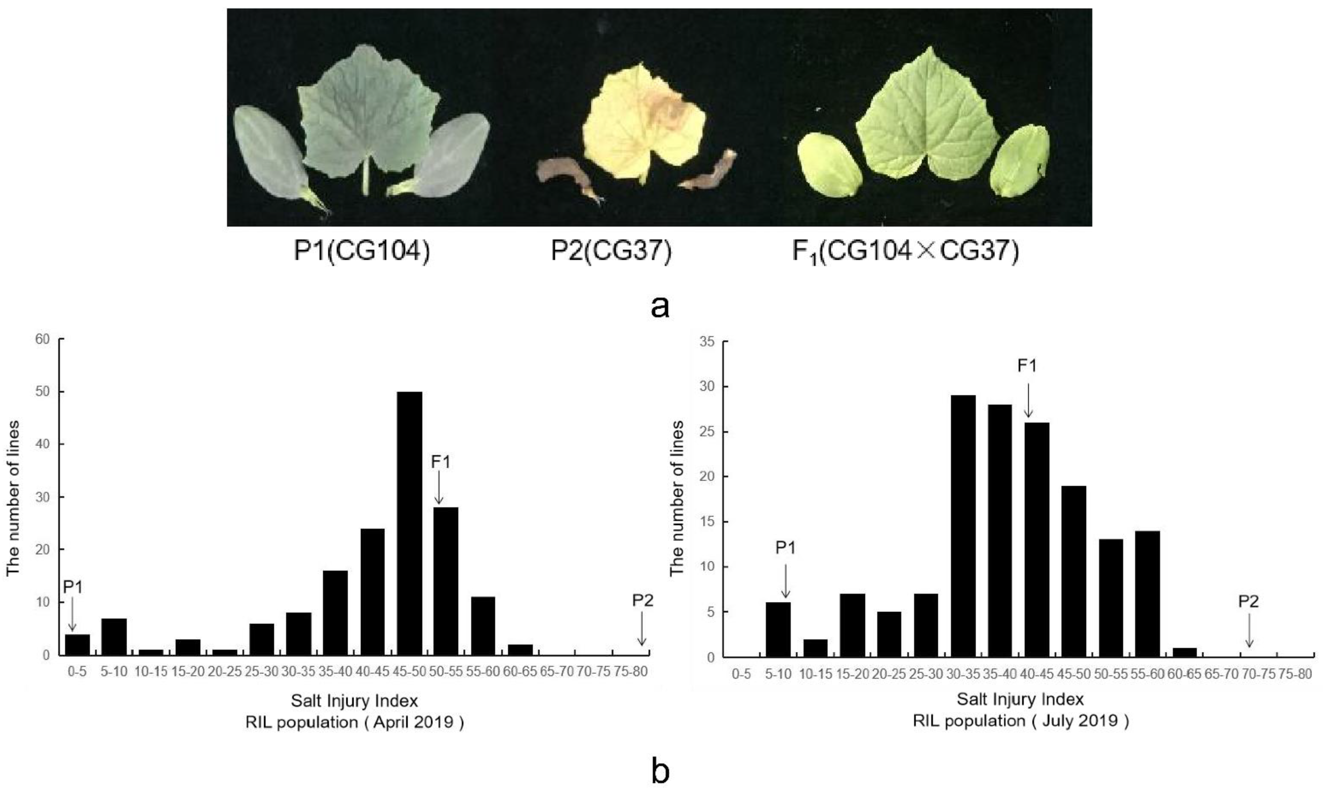 Plants 10 00085 g002