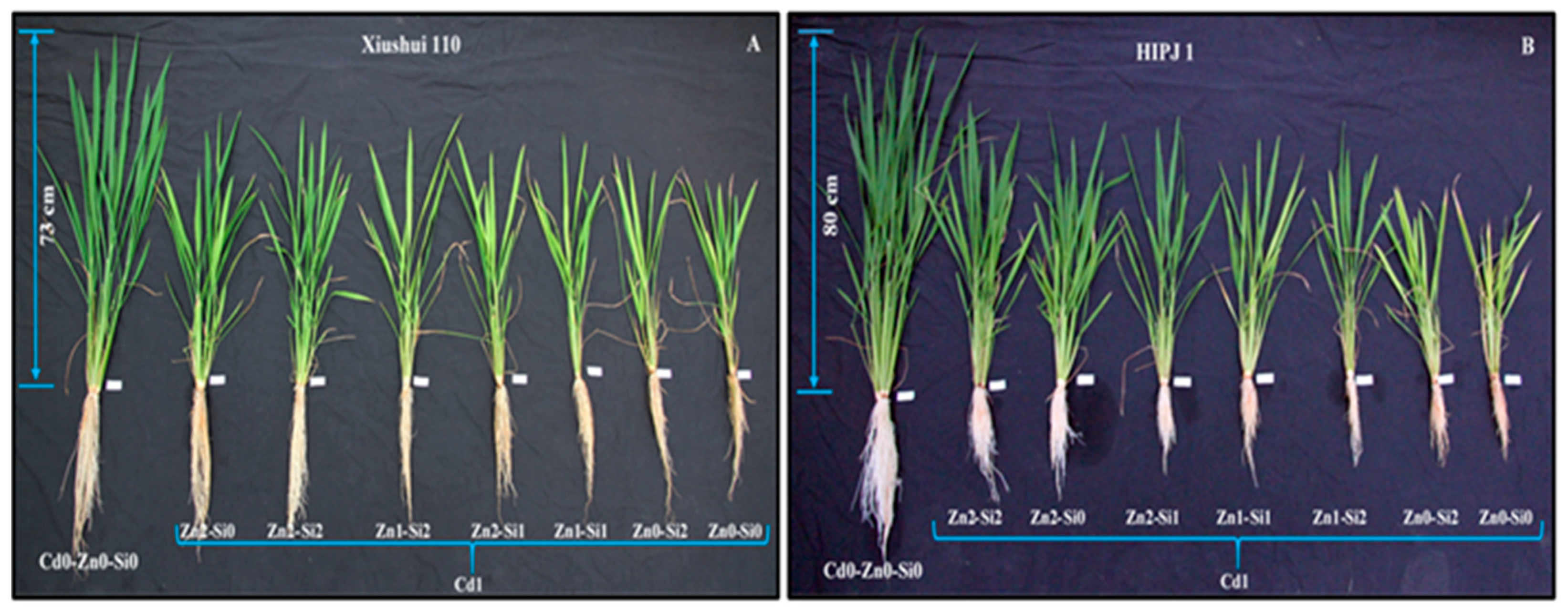 Plants 10 00087 g001 Plants 10 00087 g001