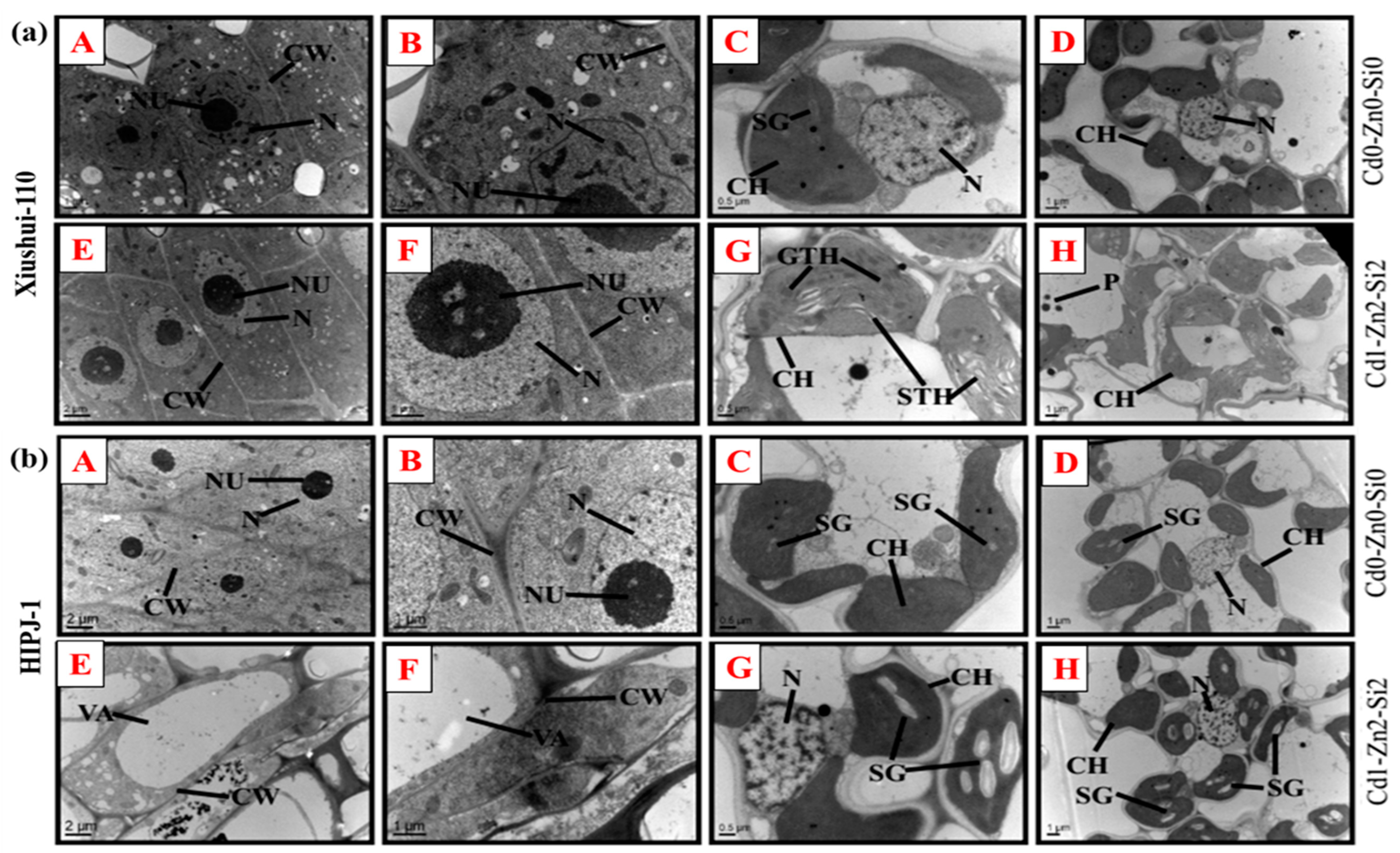 Plants 10 00087 g004 Plants 10 00087 g004