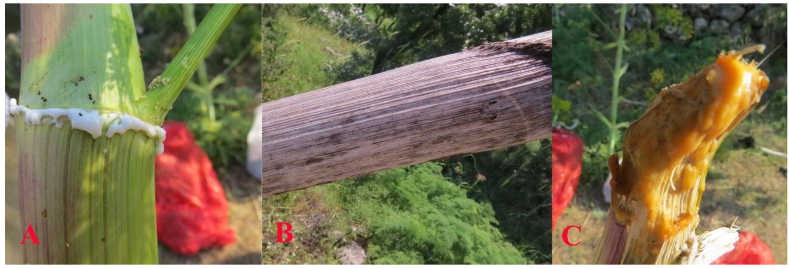 Plants 10 00102 g003