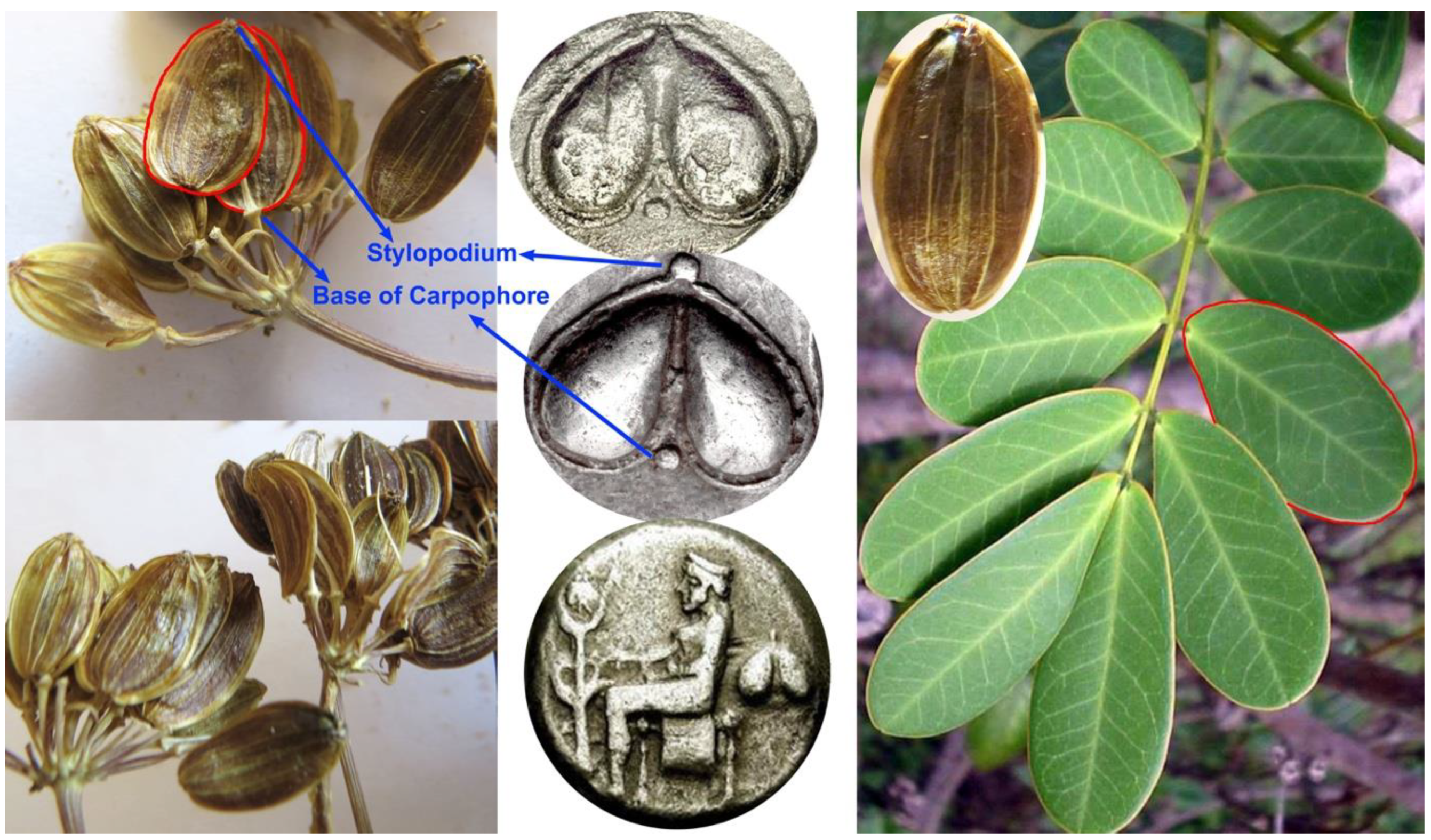 Plants 10 00102 g004