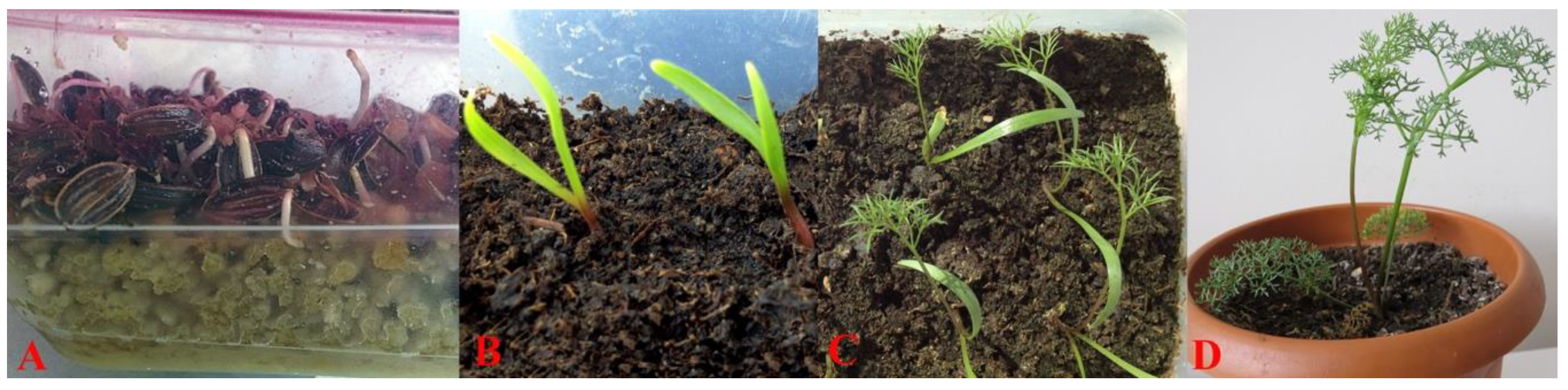 Plants 10 00102 g008