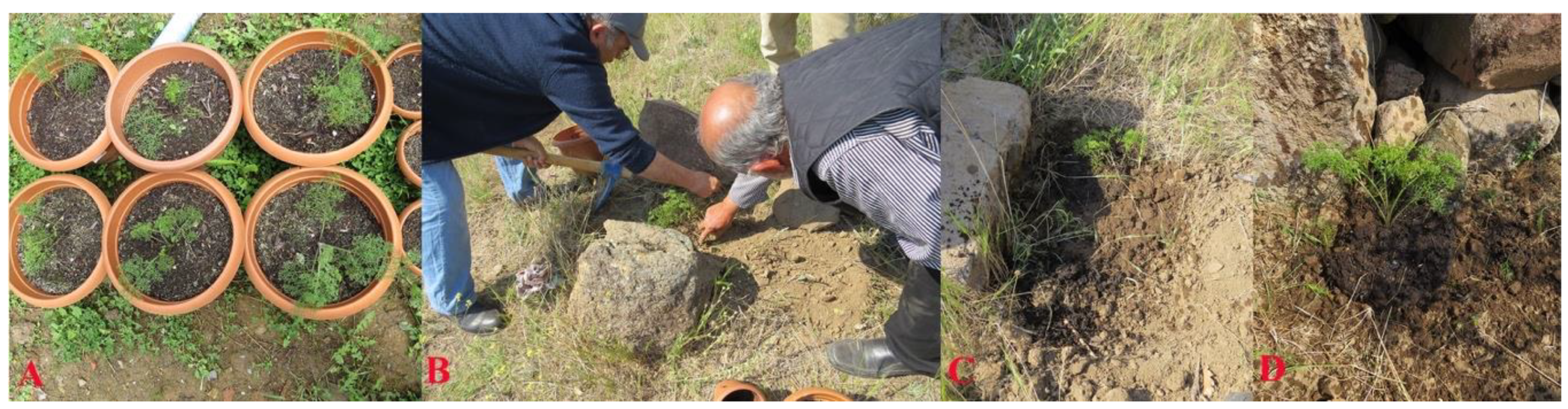 Plants 10 00102 g009