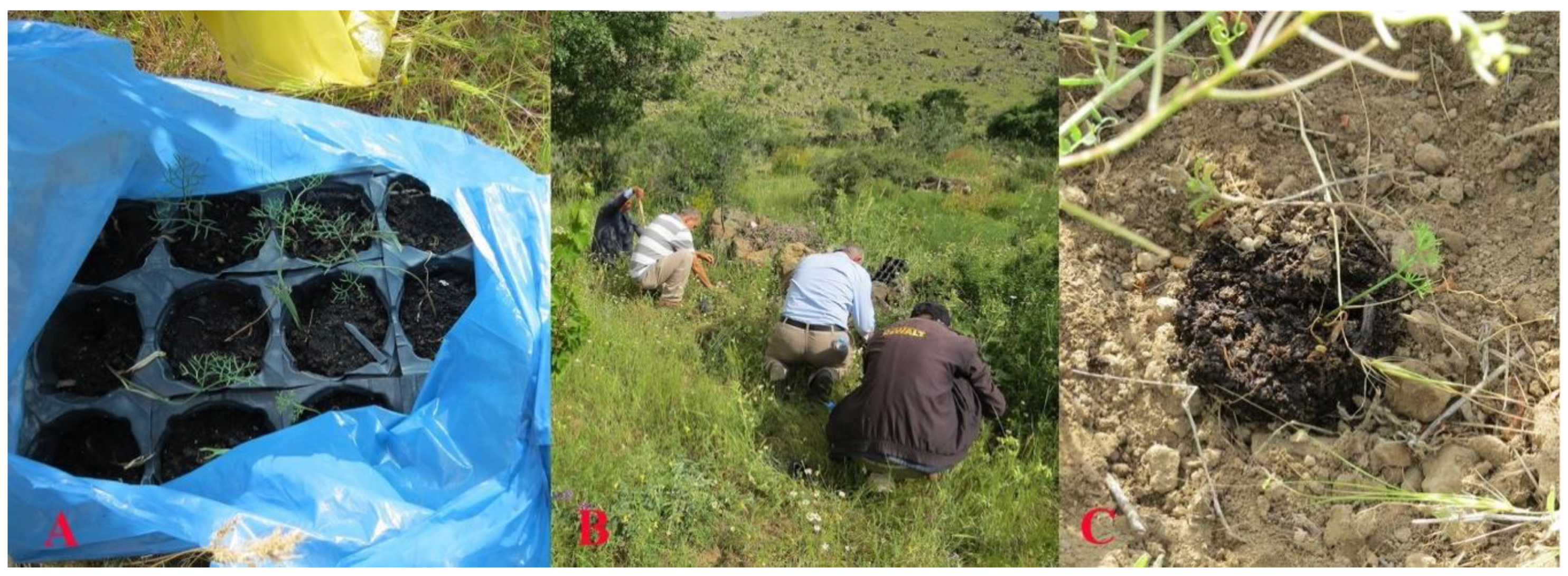 Plants 10 00102 g010