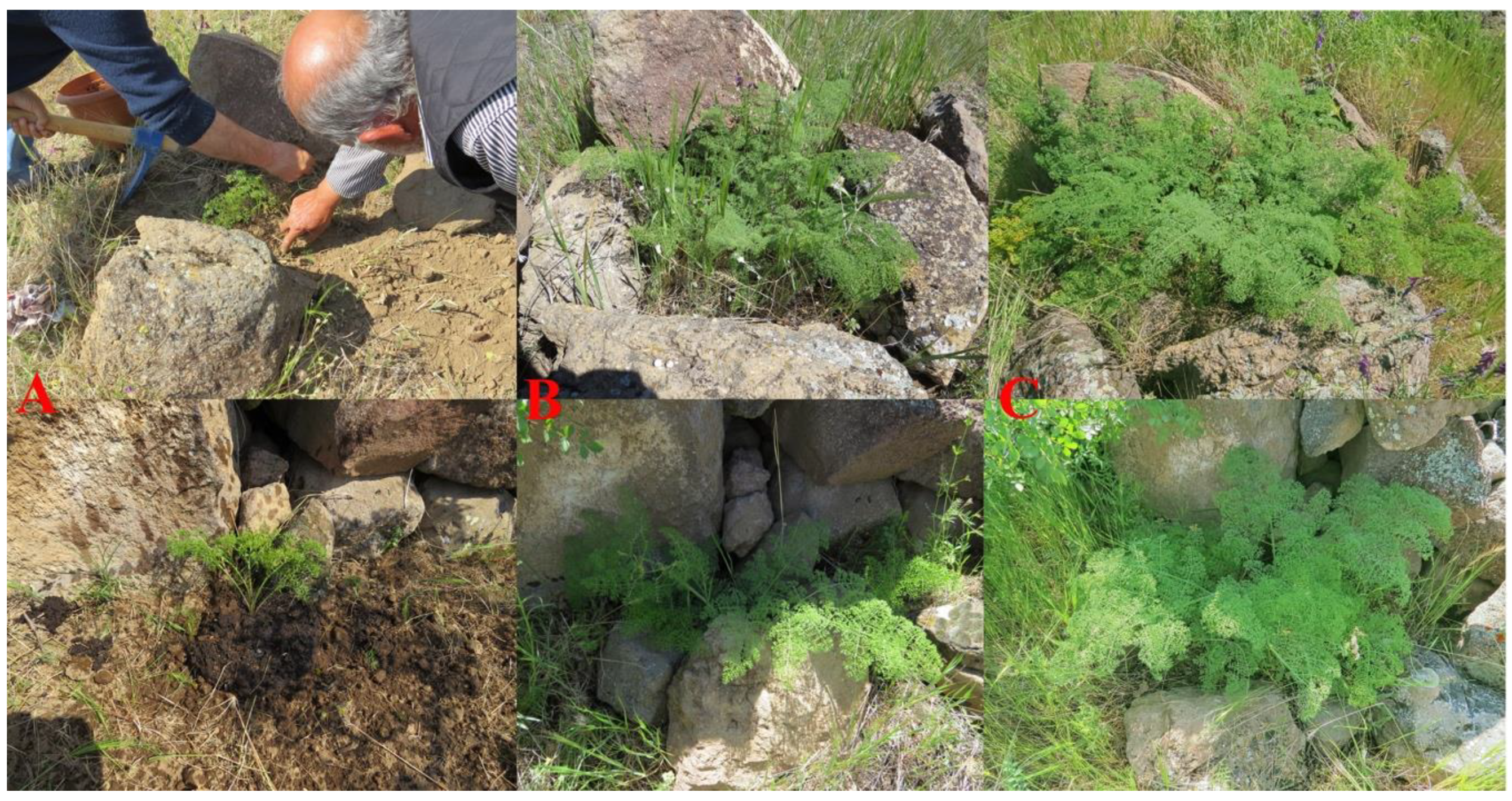 Plants 10 00102 g011