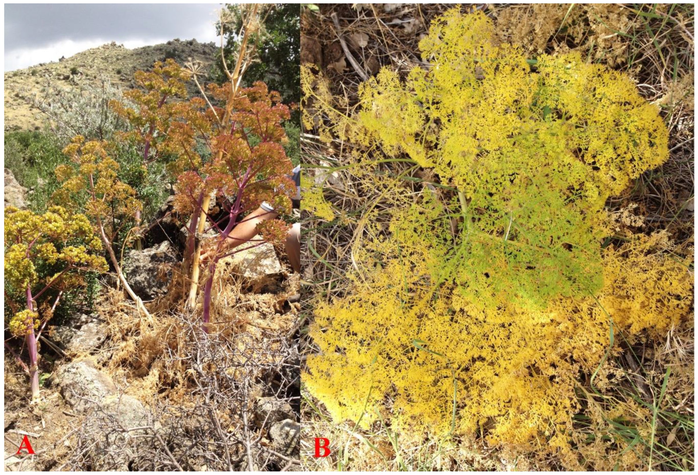 Plants 10 00102 g012