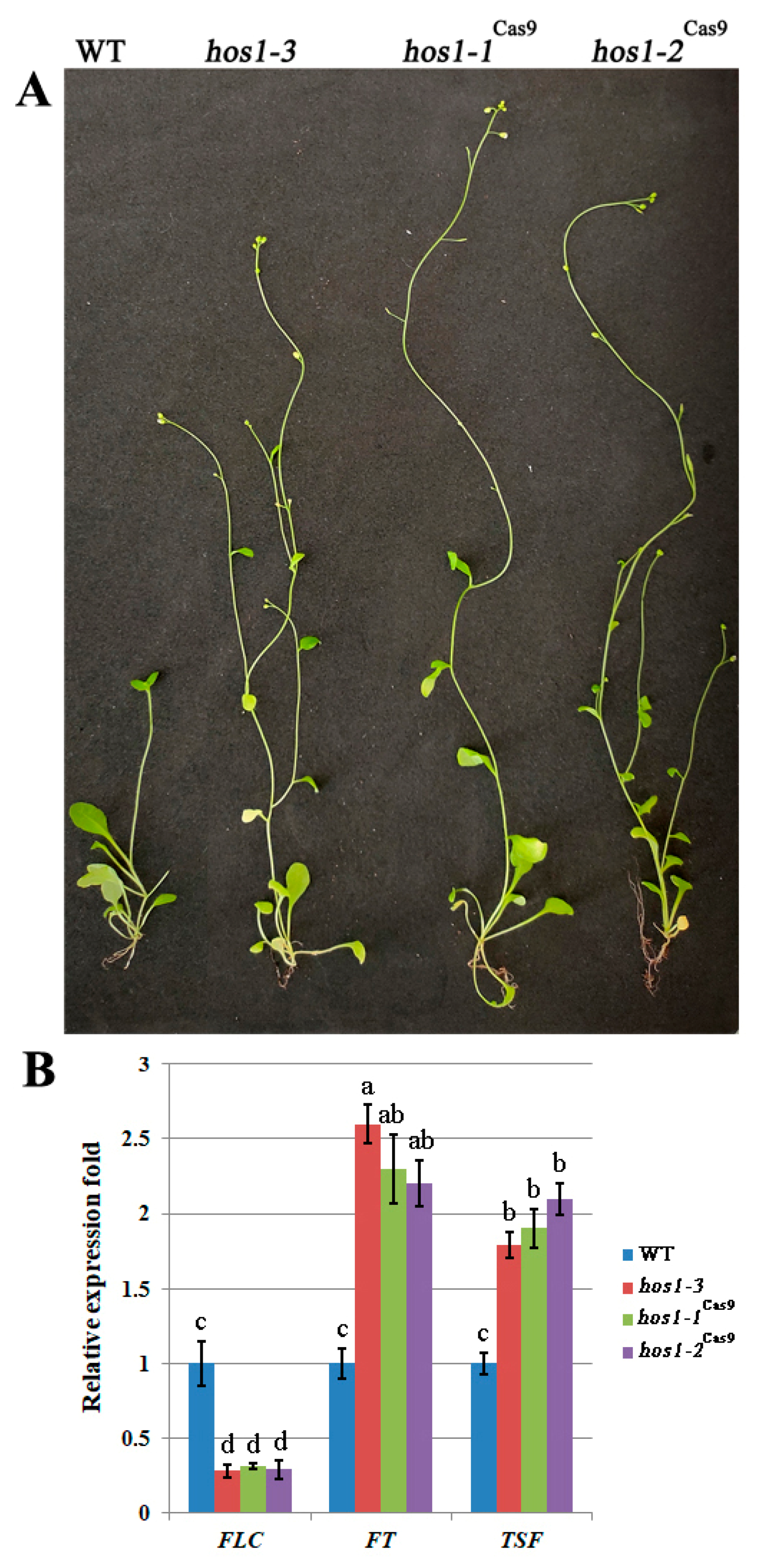 Plants 10 00104 g003 Plants 10 00104 g003