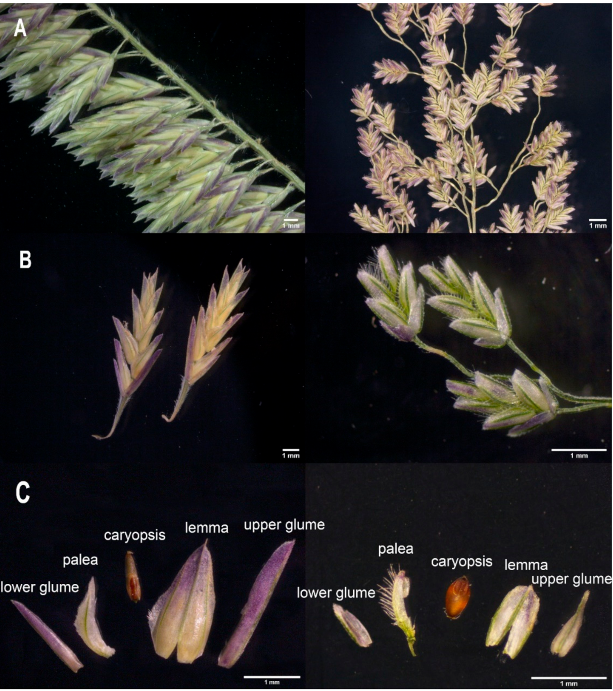 Plants 10 00109 g001