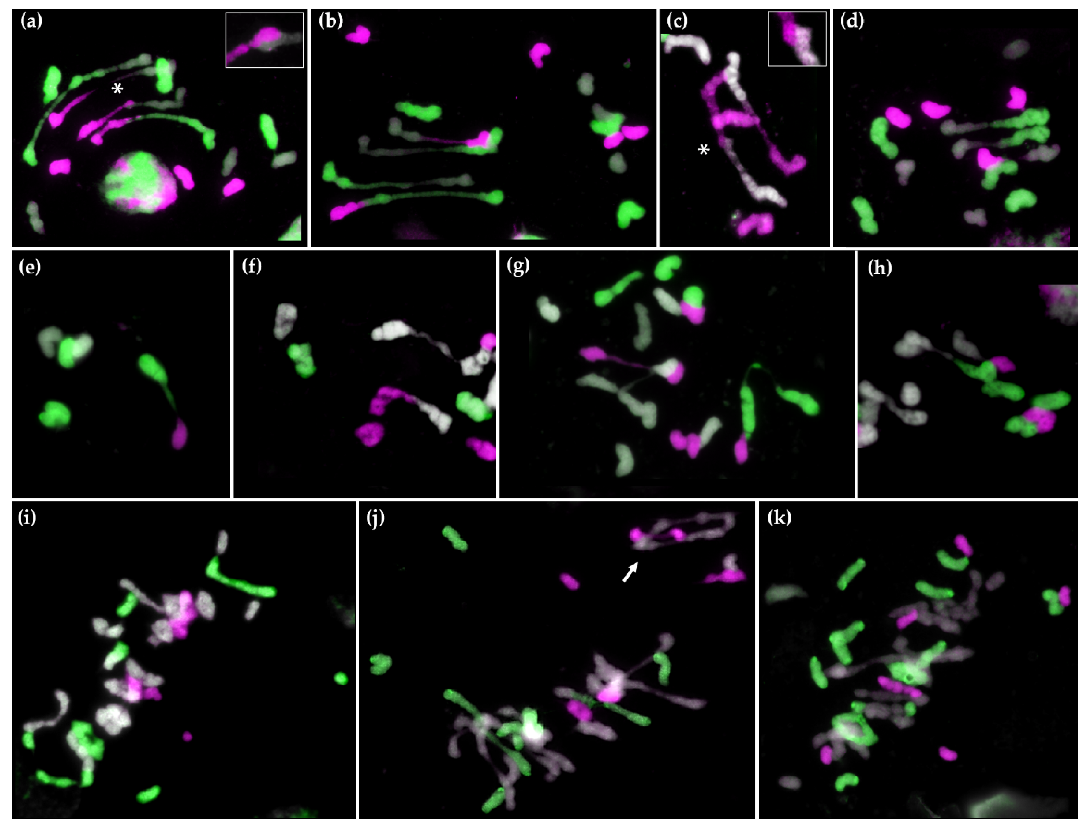 Plants 10 00113 g004