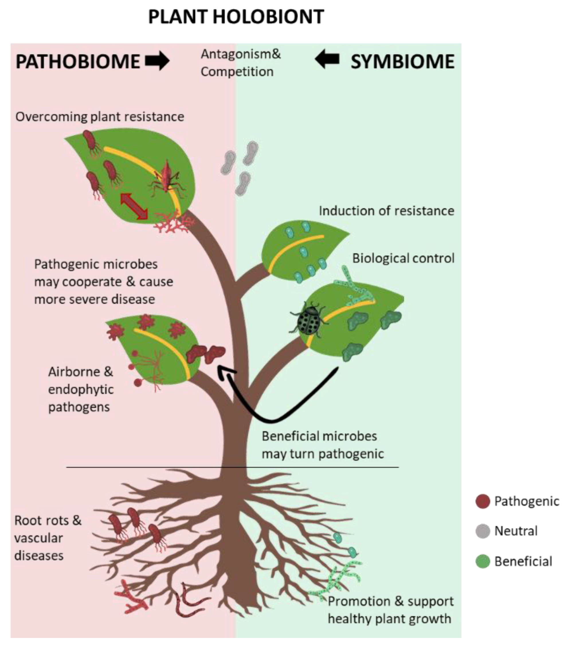 Plants Free Full Text Plants Under The Attack Of Allies Moving Towards The Plant Pathobiome Paradigm Html