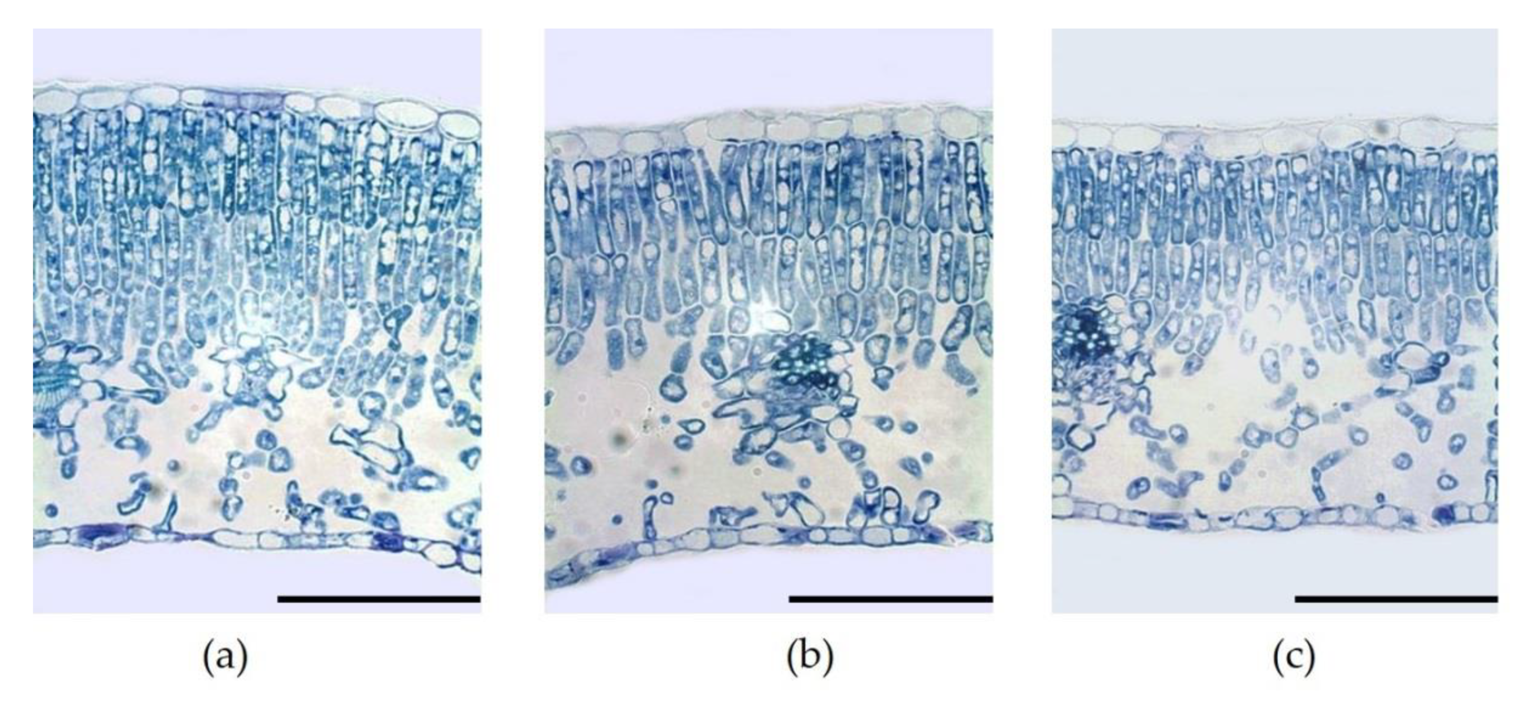 Plants 10 00127 g004