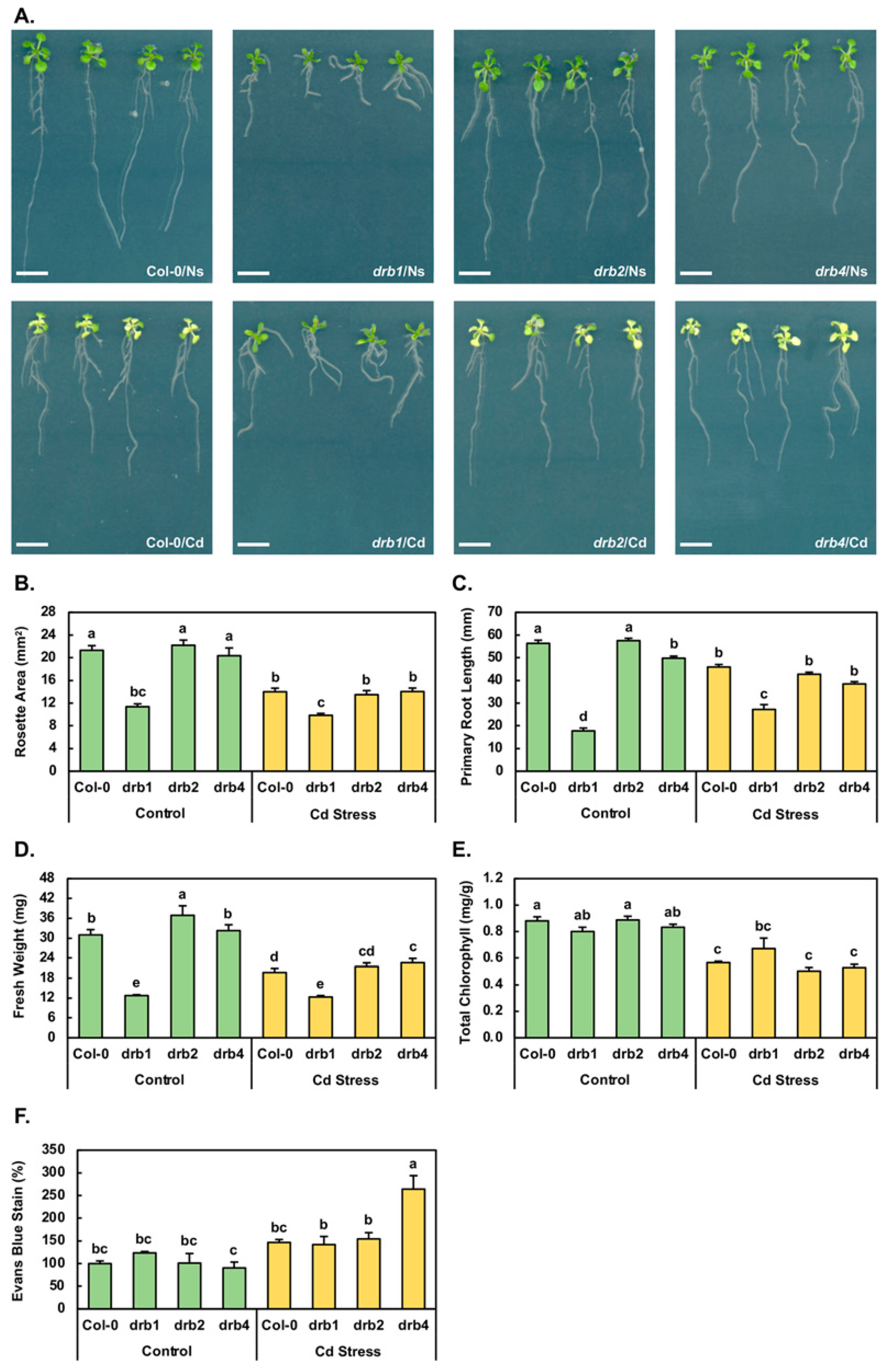 Plants 10 00130 g001