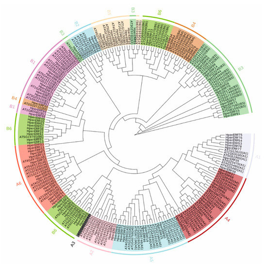 Genome-Wide Analysis and the Expression Pattern of the ERF