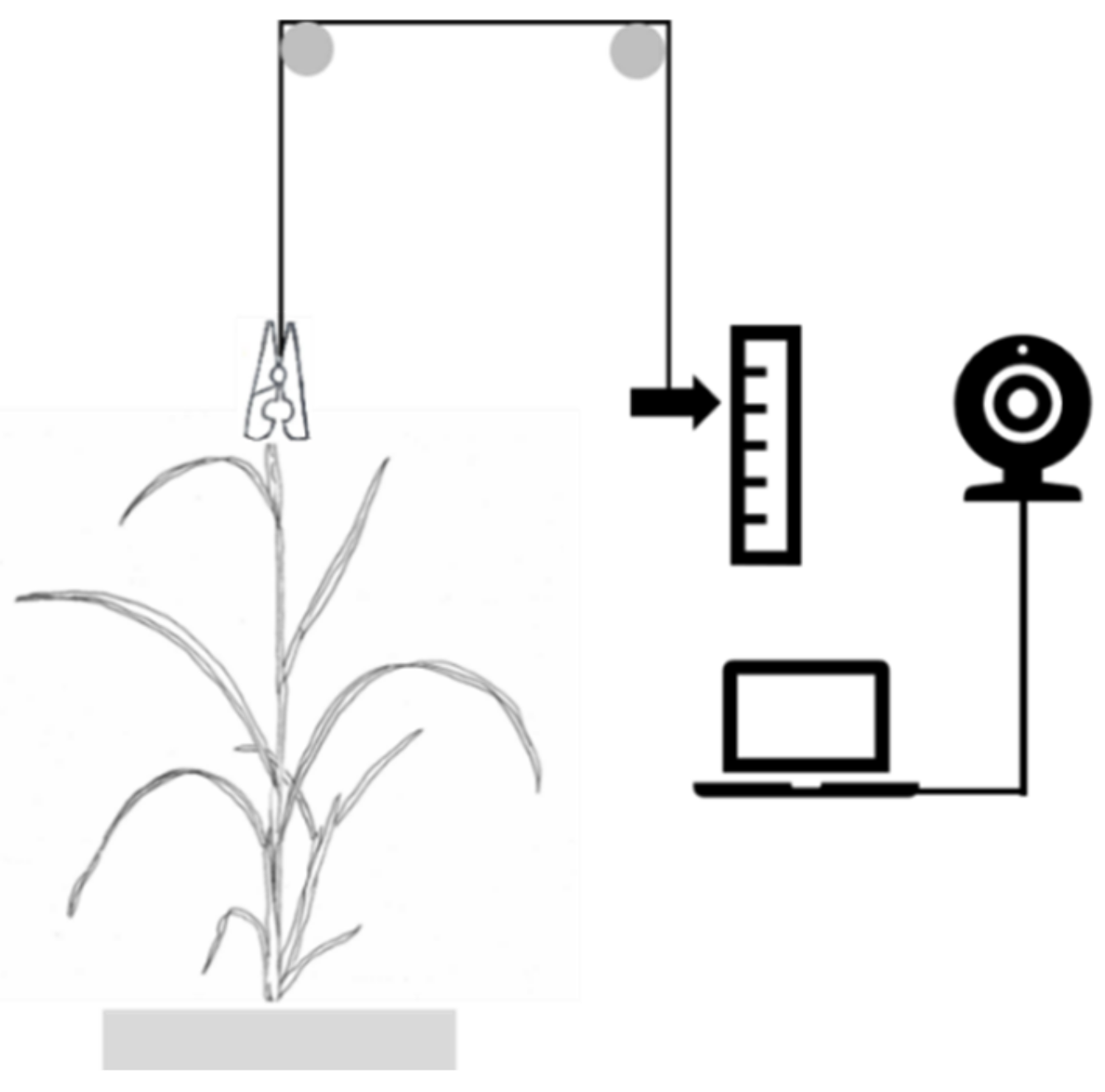 Plants 10 00134 g004