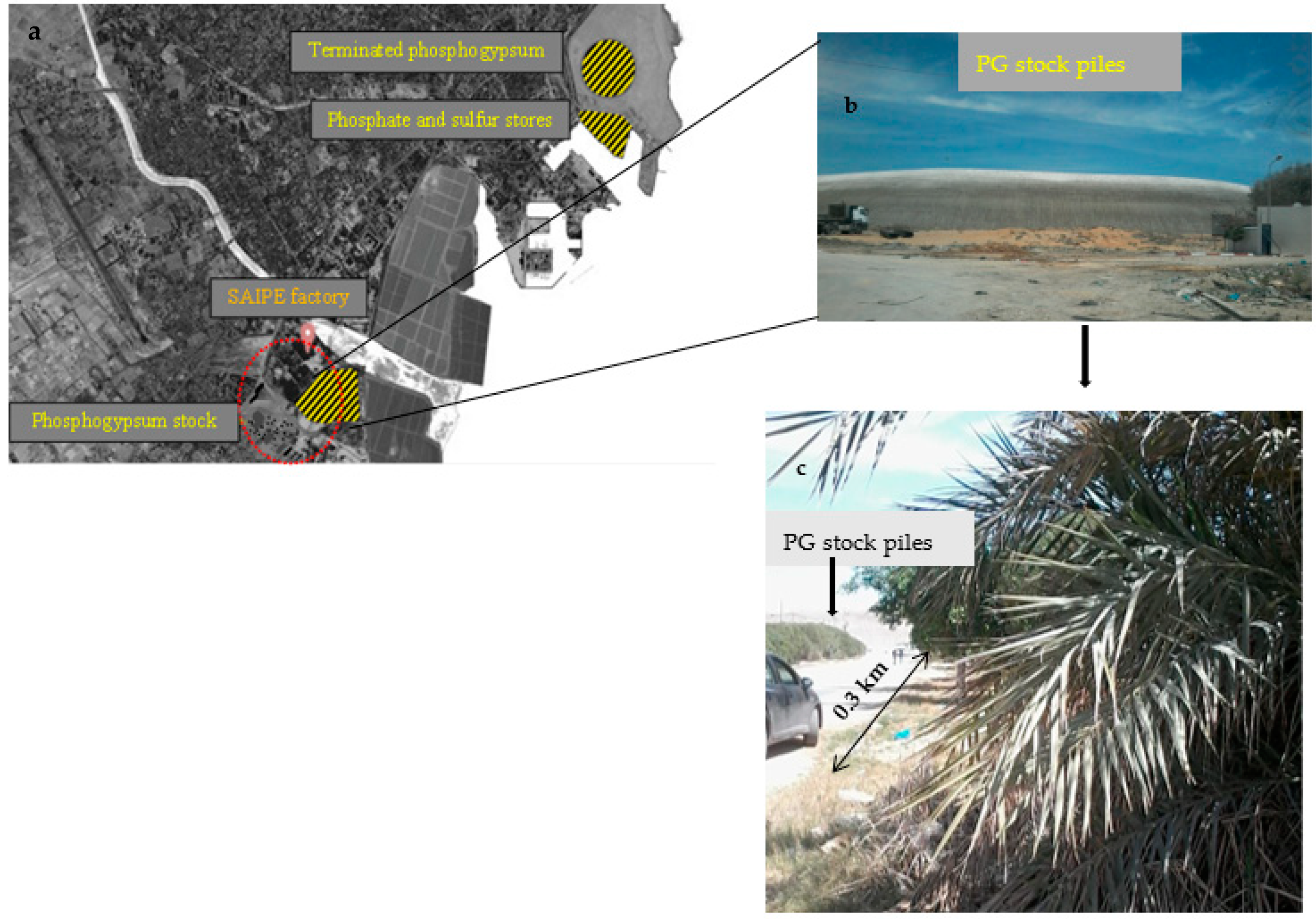 Plants 10 00137 g001