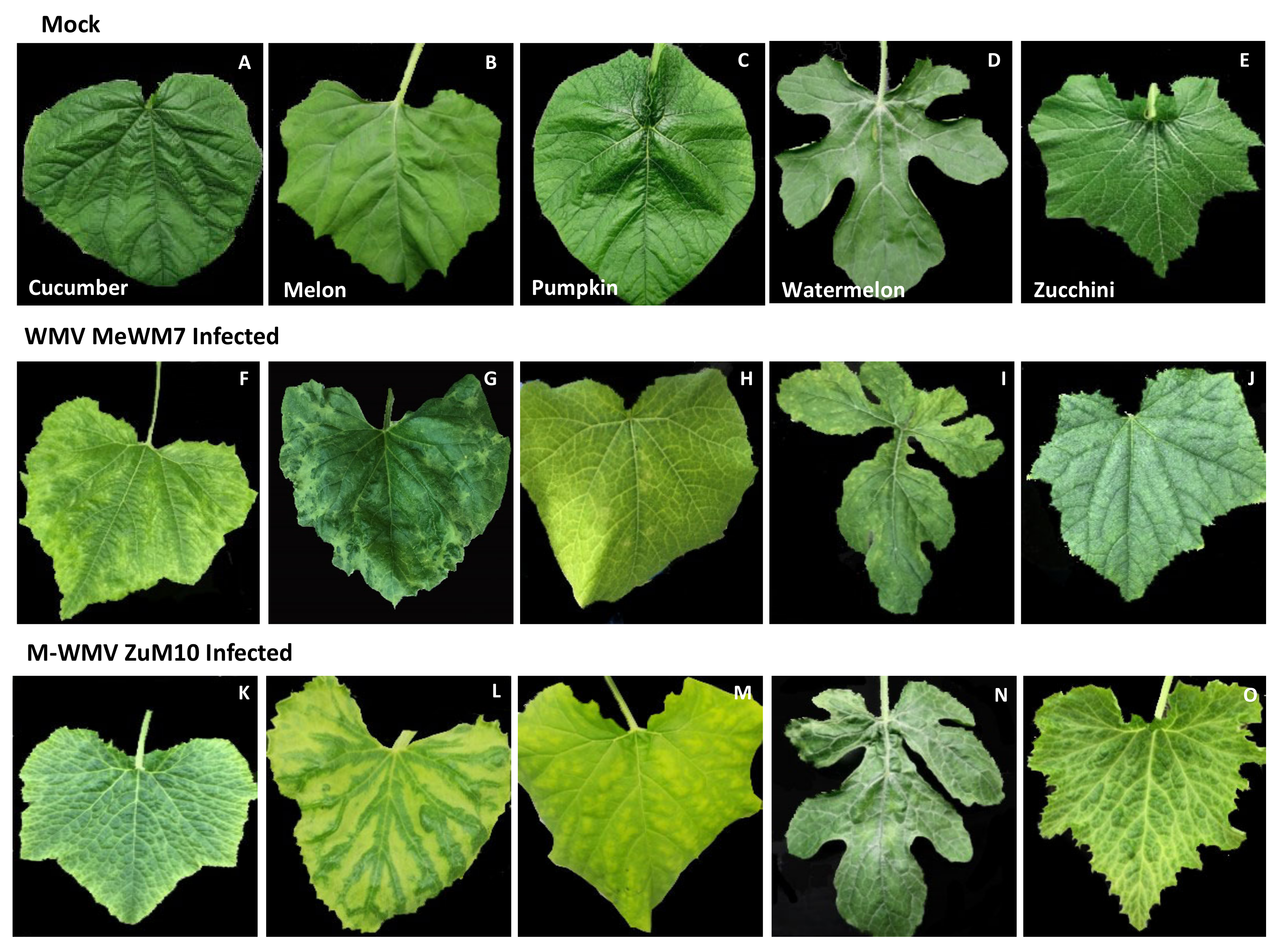 Plants 10 00138 g003 Plants 10 00138 g003