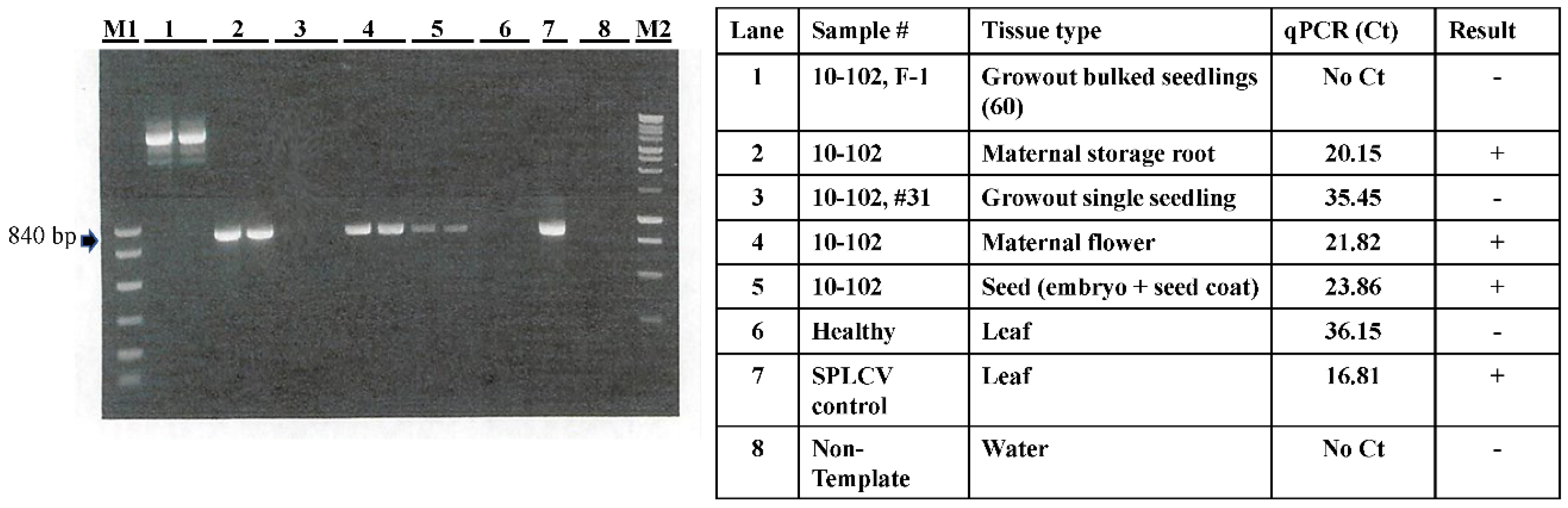 Plants 10 00139 g001