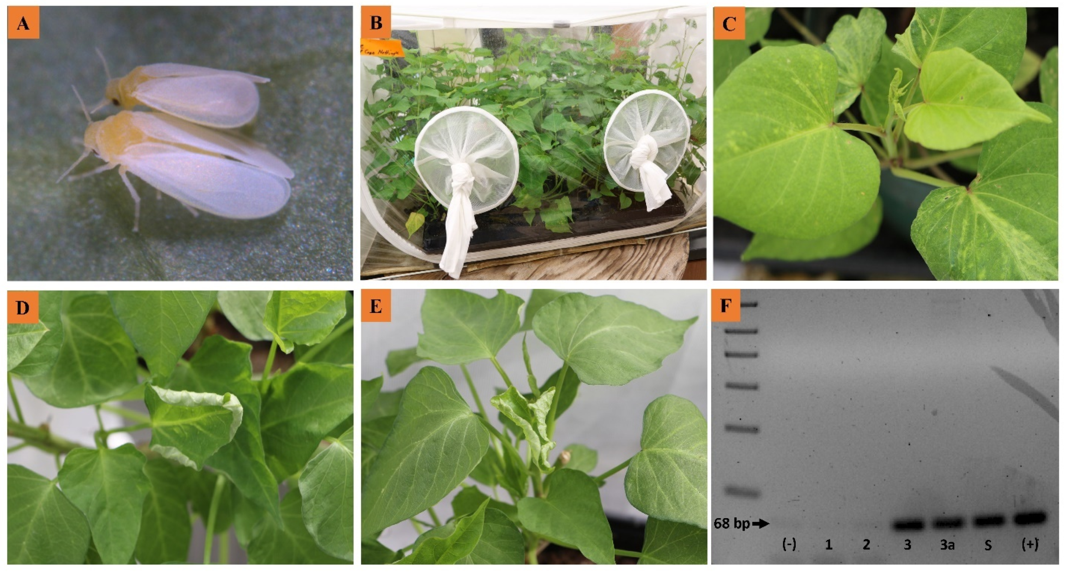 Plants 10 00139 g003