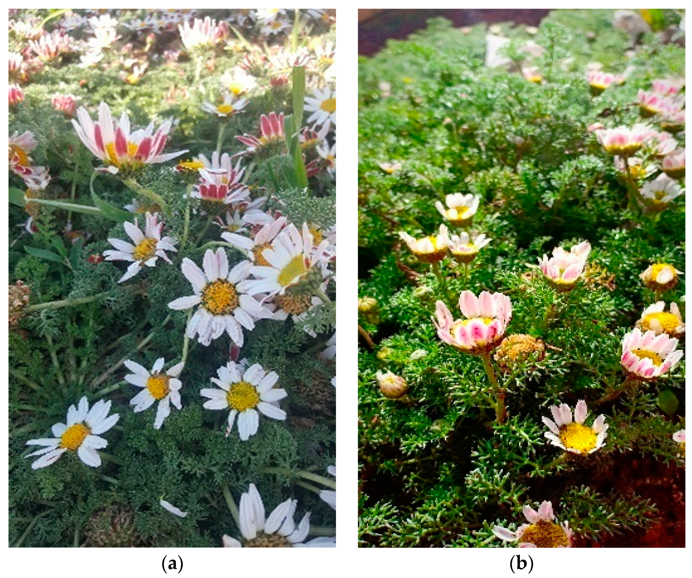 Plants 10 00149 g003 Plants 10 00149 g003