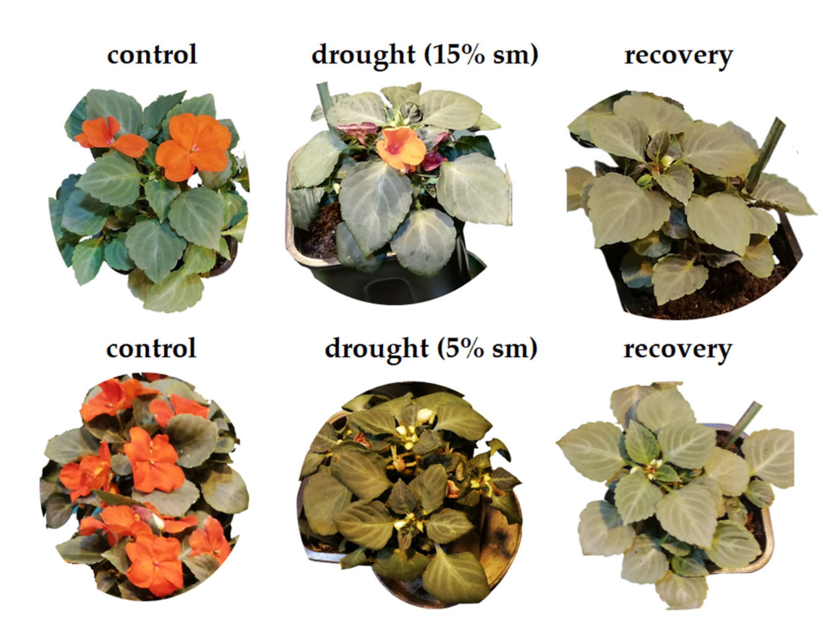 Plants 10 00154 g008 Plants 10 00154 g008