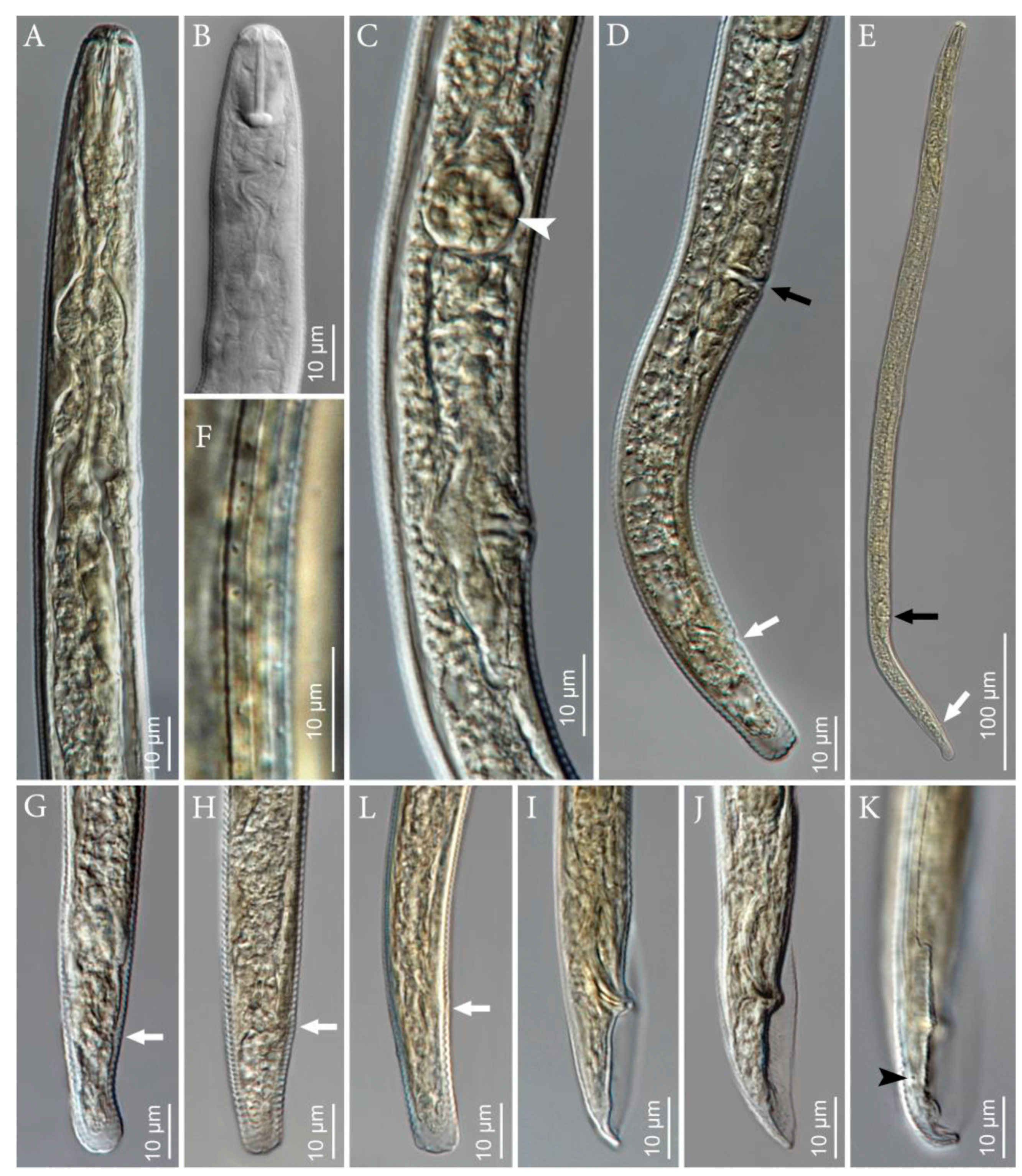 Plants 10 00168 g002 Plants 10 00168 g002