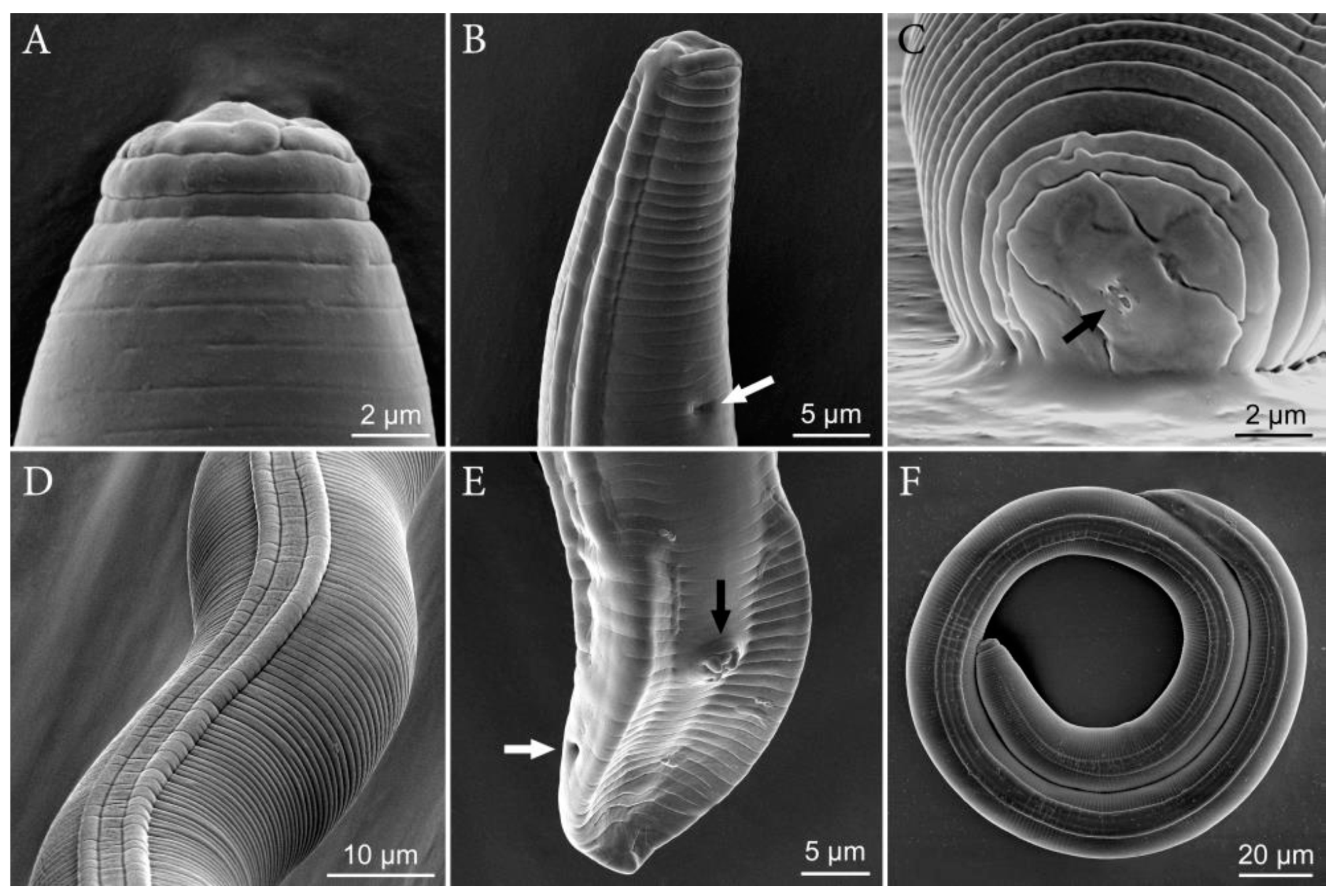 Plants 10 00168 g003 Plants 10 00168 g003