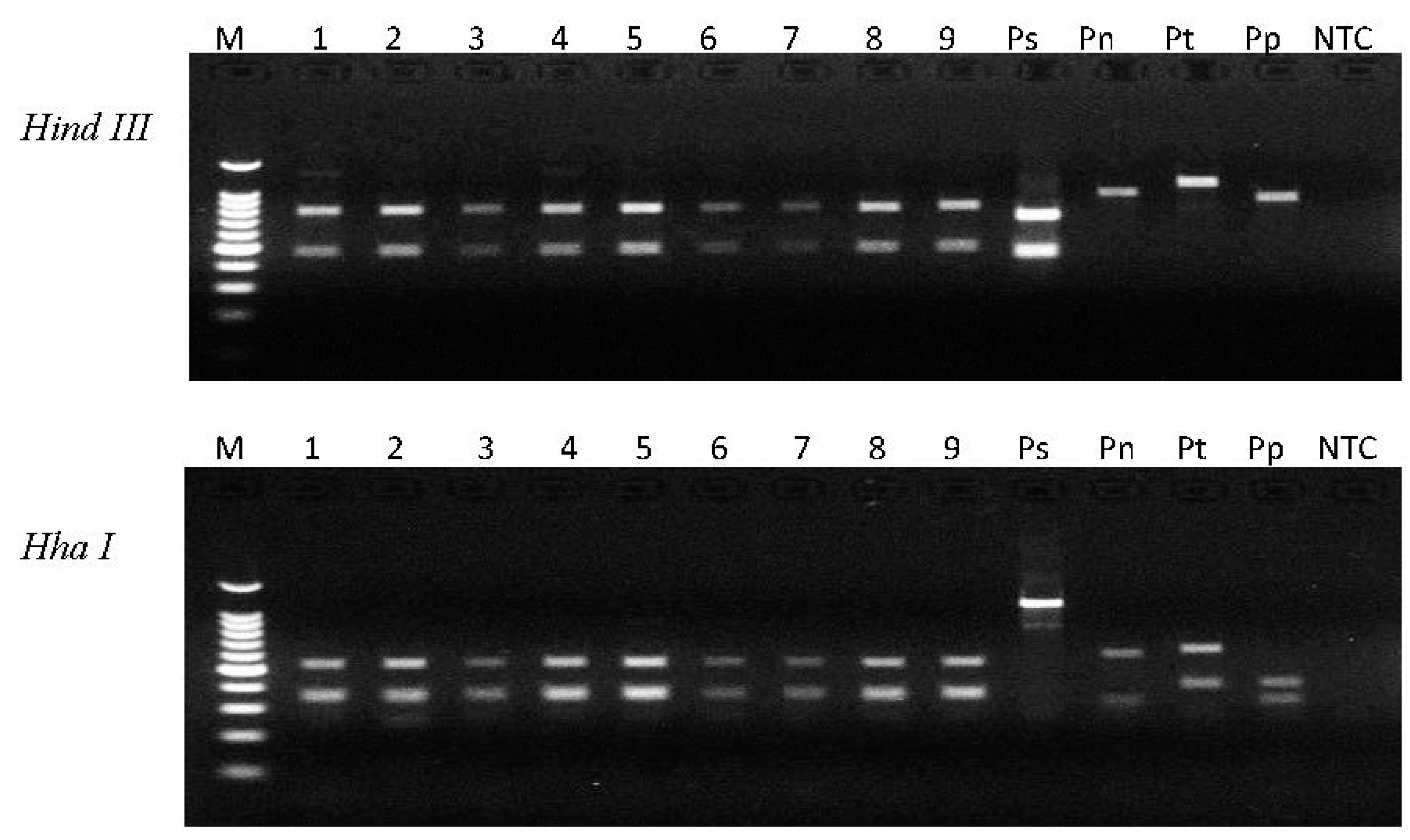 Plants 10 00168 g007 Plants 10 00168 g007