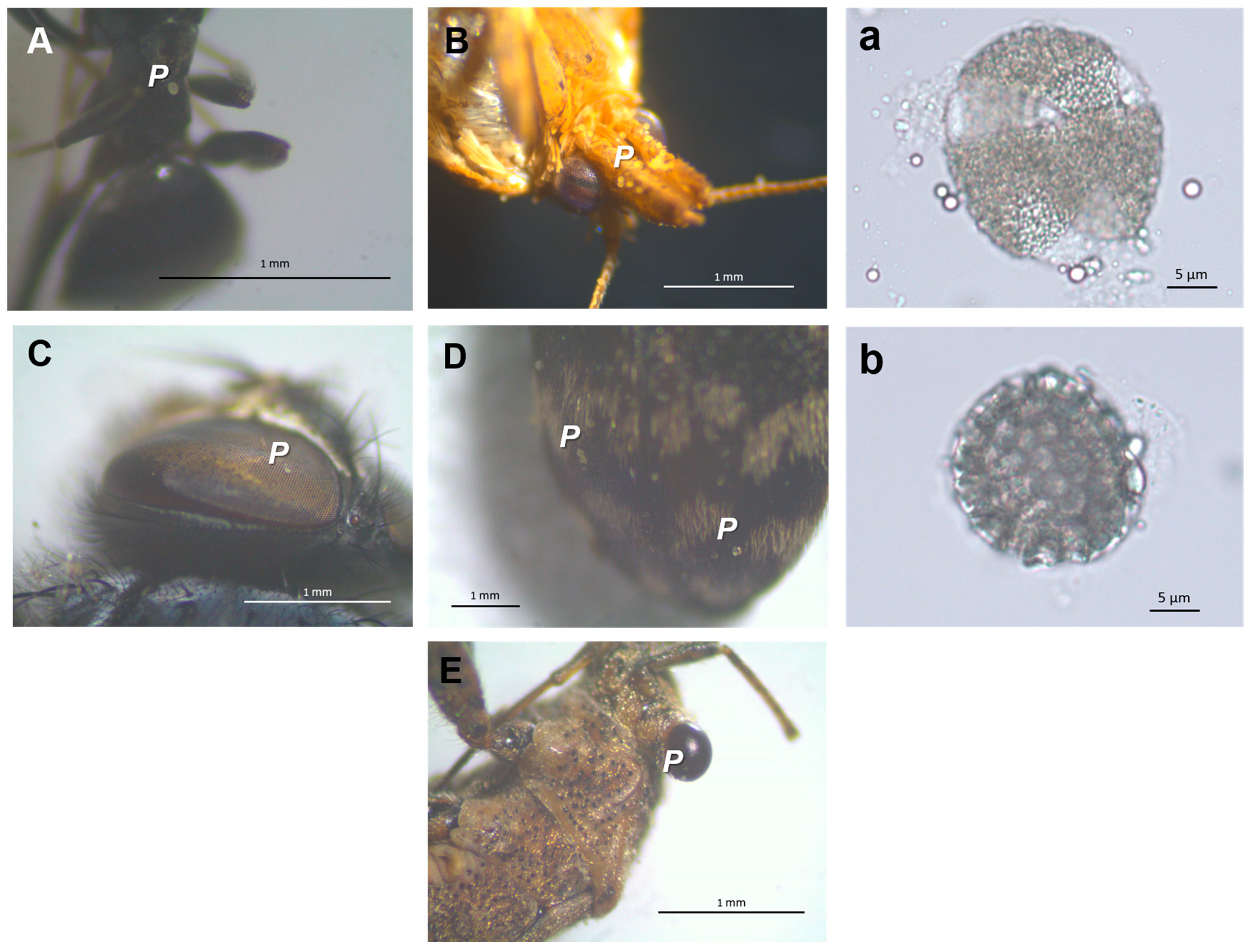 Plants 10 00169 g004 Plants 10 00169 g004