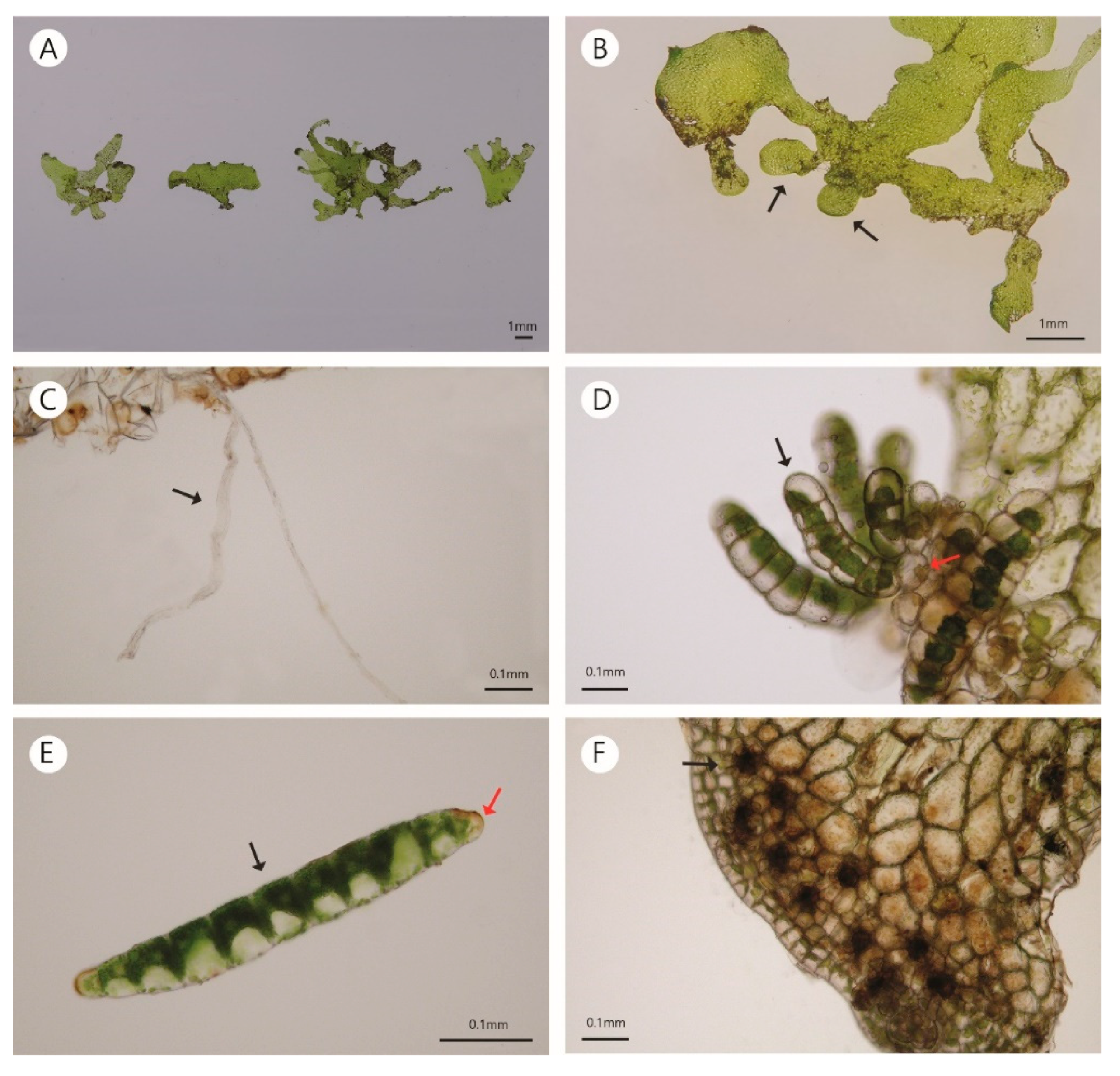 Plants 10 00170 g002 Plants 10 00170 g002