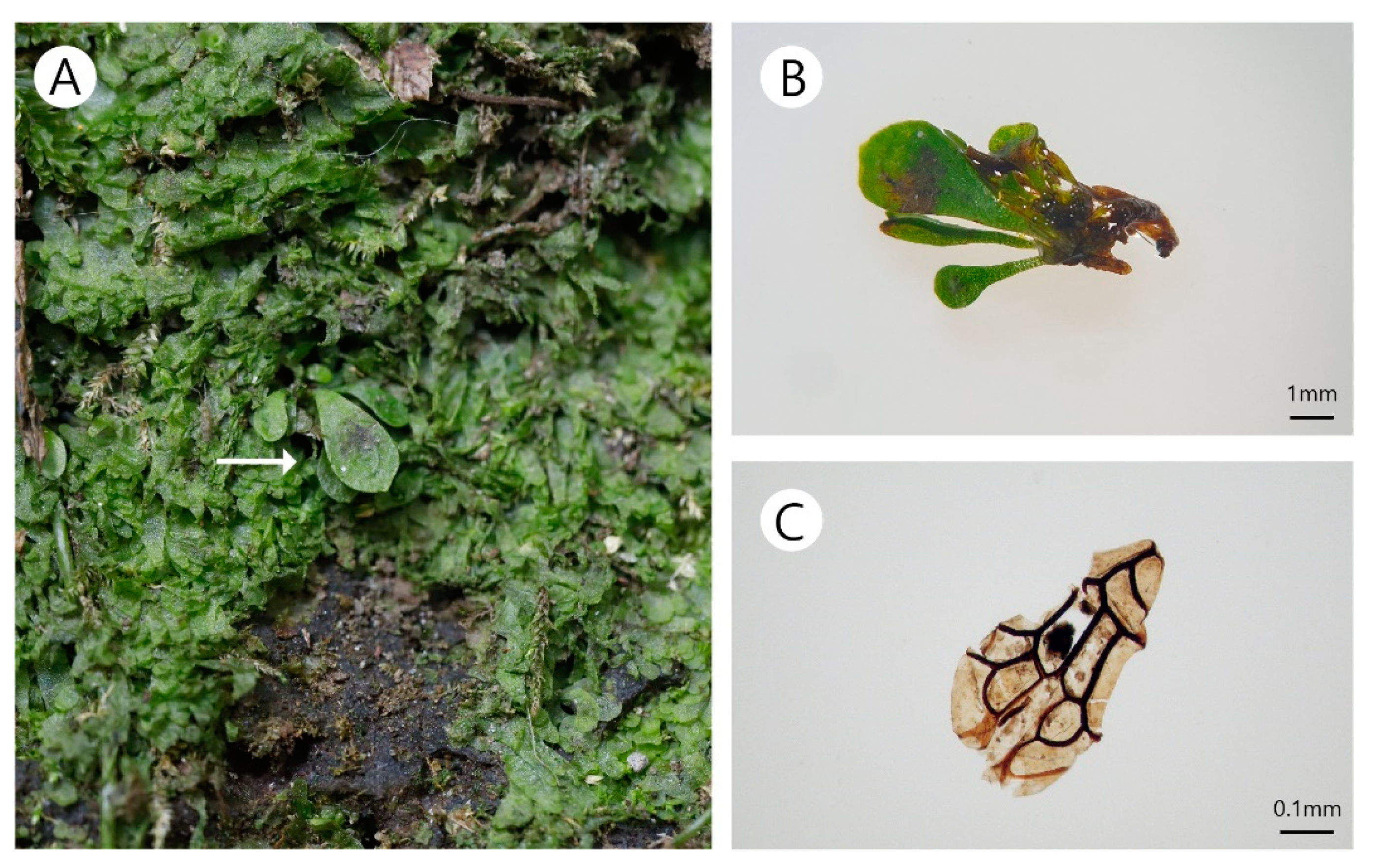 Plants 10 00170 g003 Plants 10 00170 g003