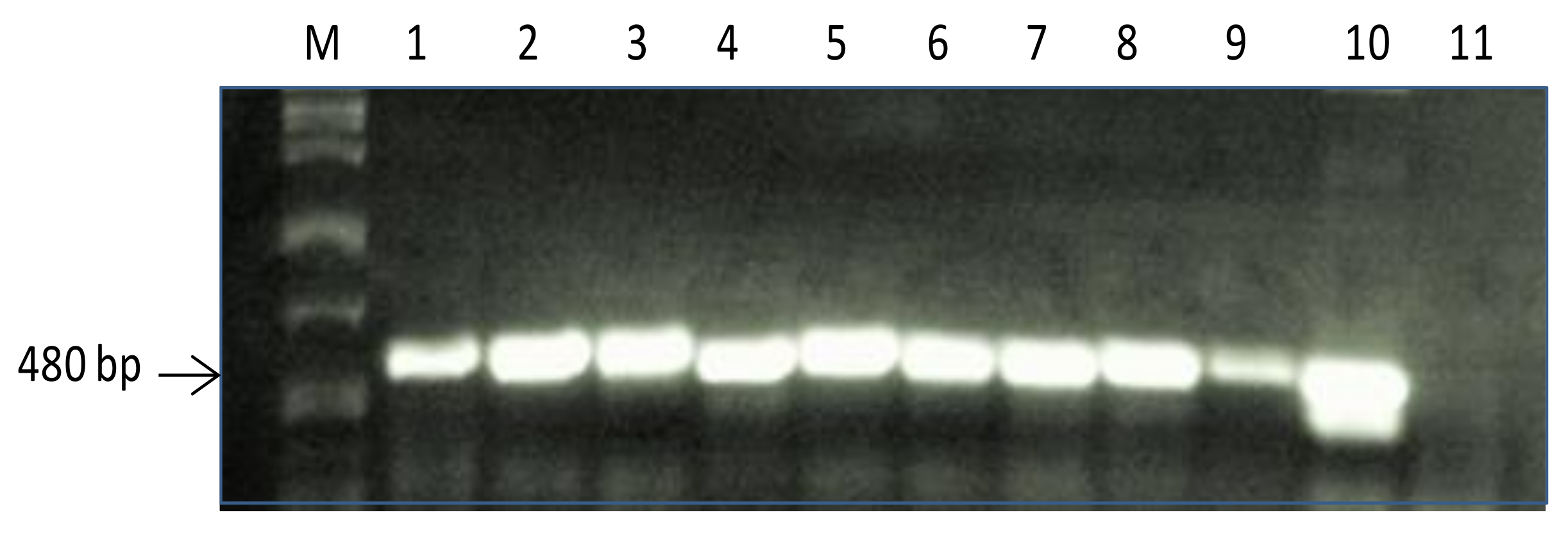 Plants 10 00173 g002 Plants 10 00173 g002