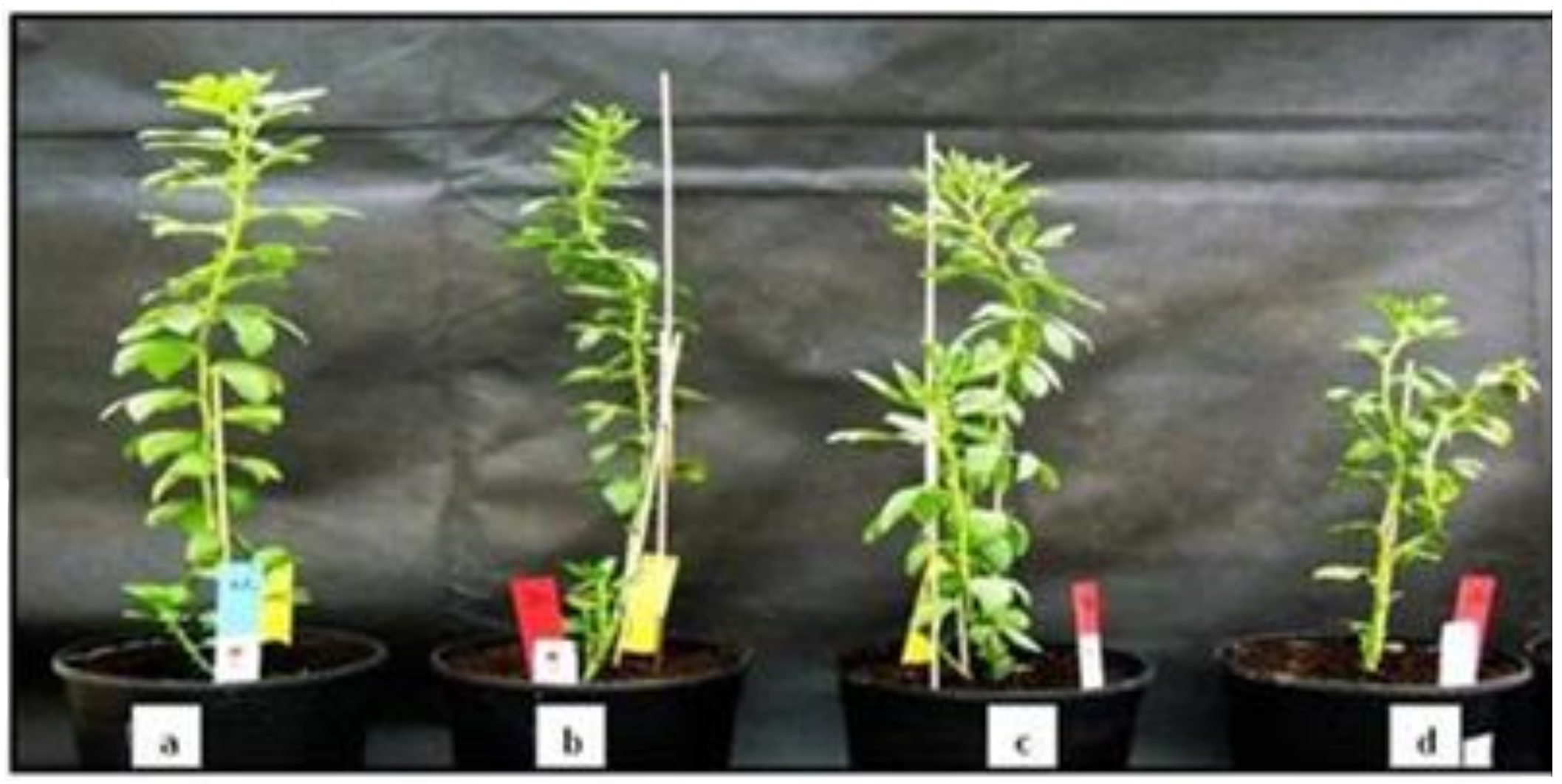 Plants 10 00173 g007 Plants 10 00173 g007