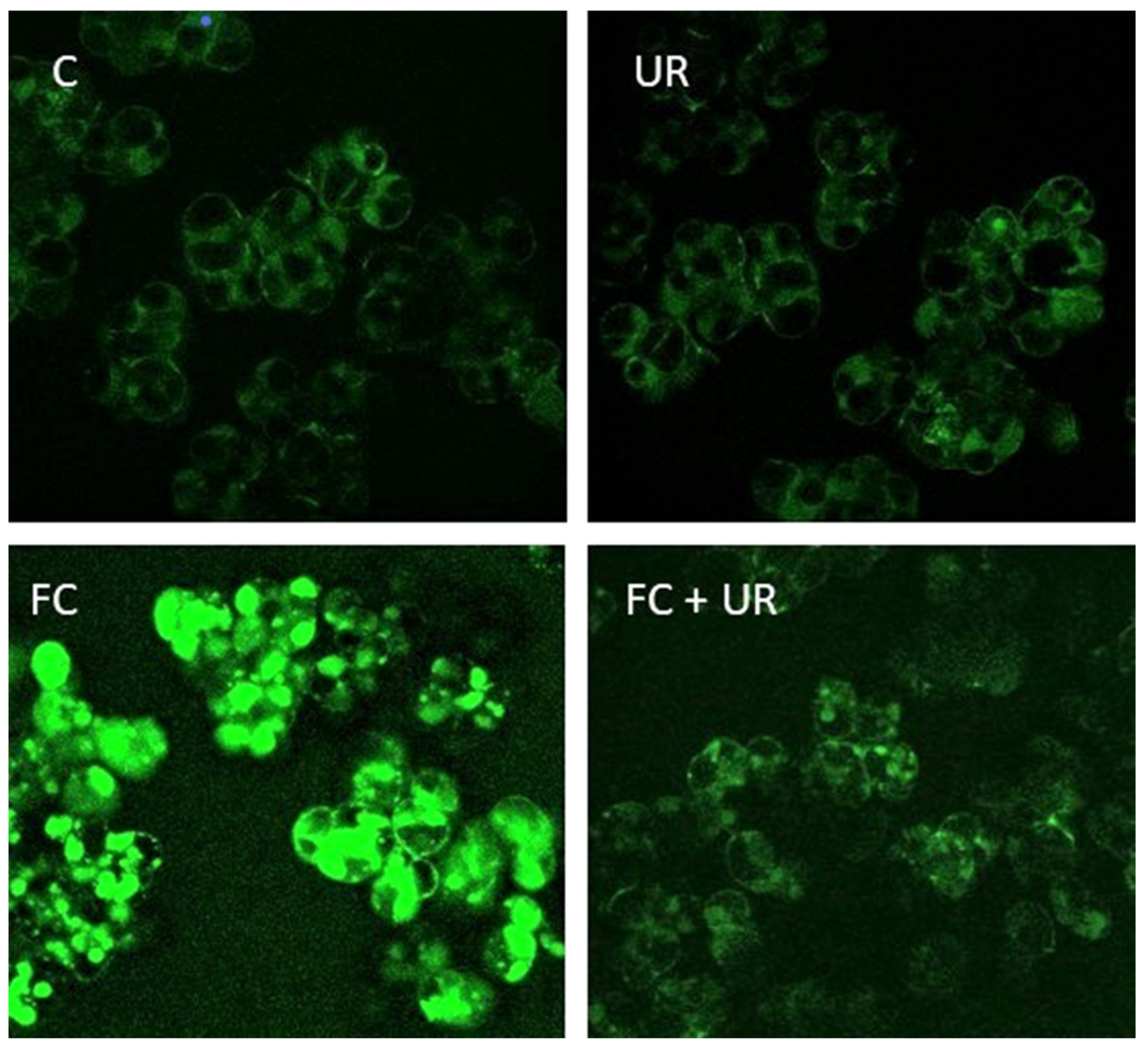 Plants 10 00182 g001