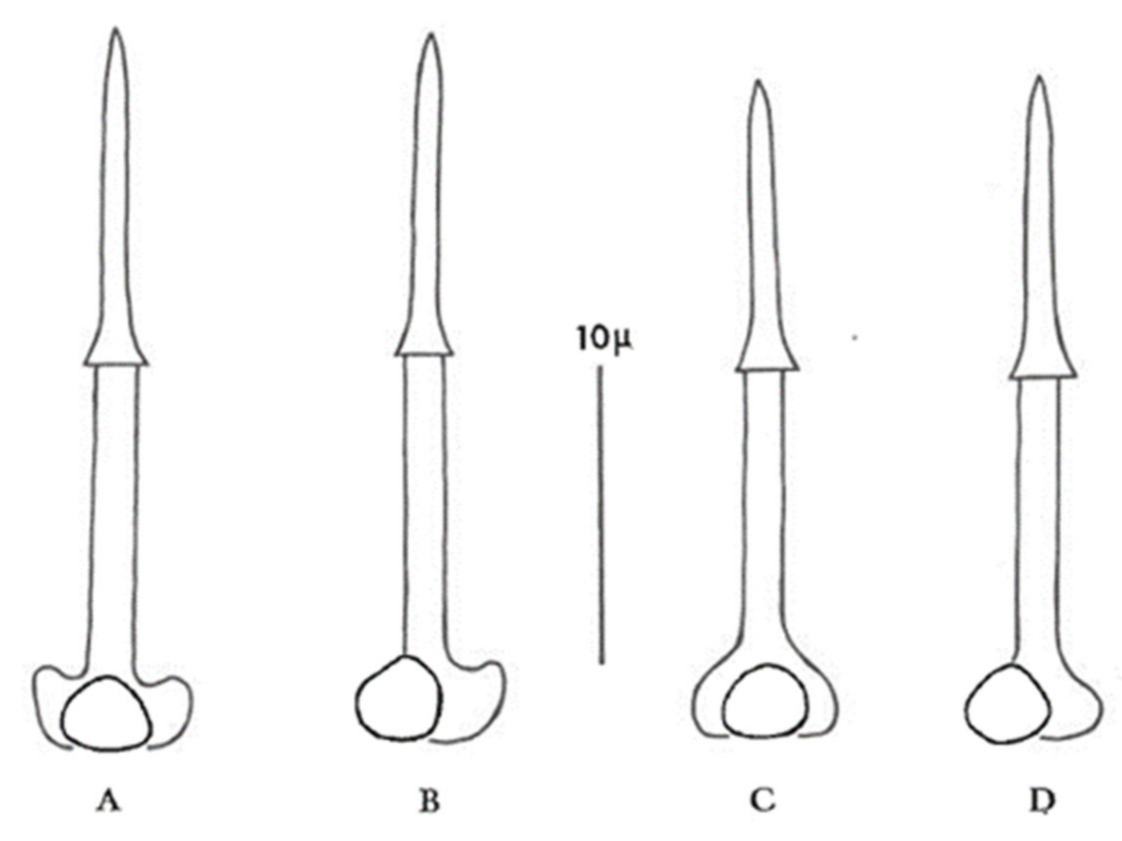 Plants 10 00184 g002