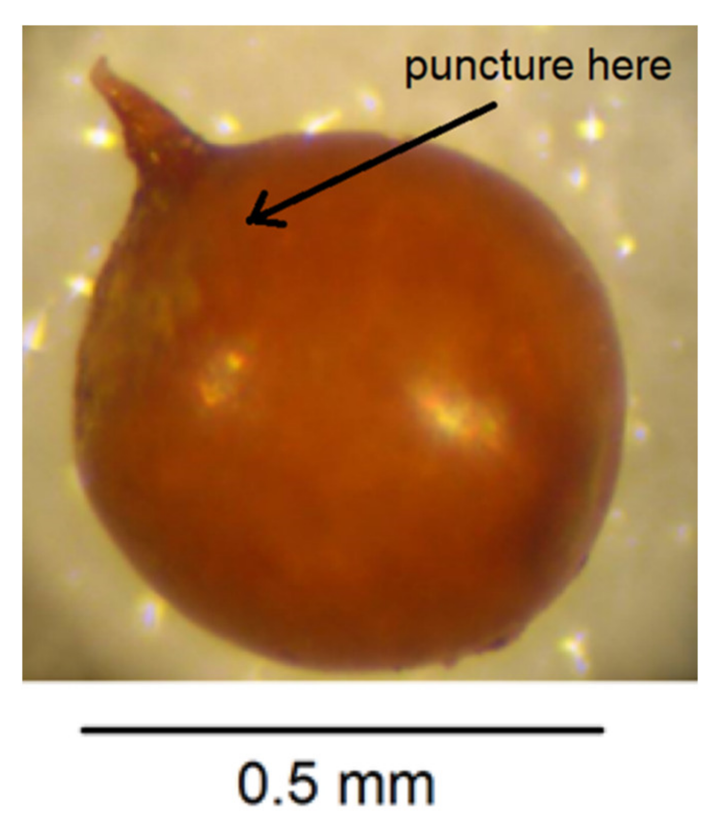 Plants 10 00184 g004